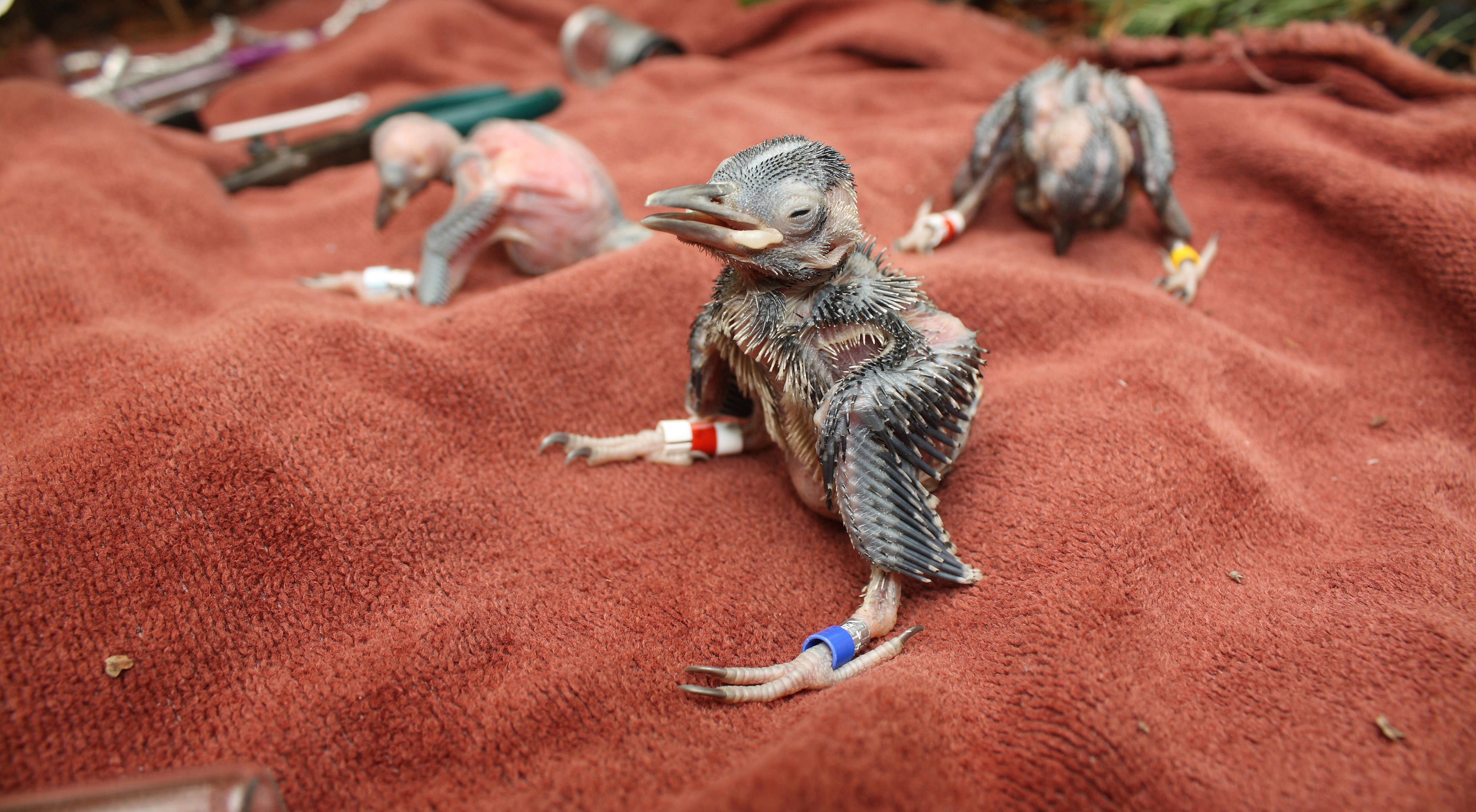 Red cockaded woodpecker chicks sit on a red blanket.