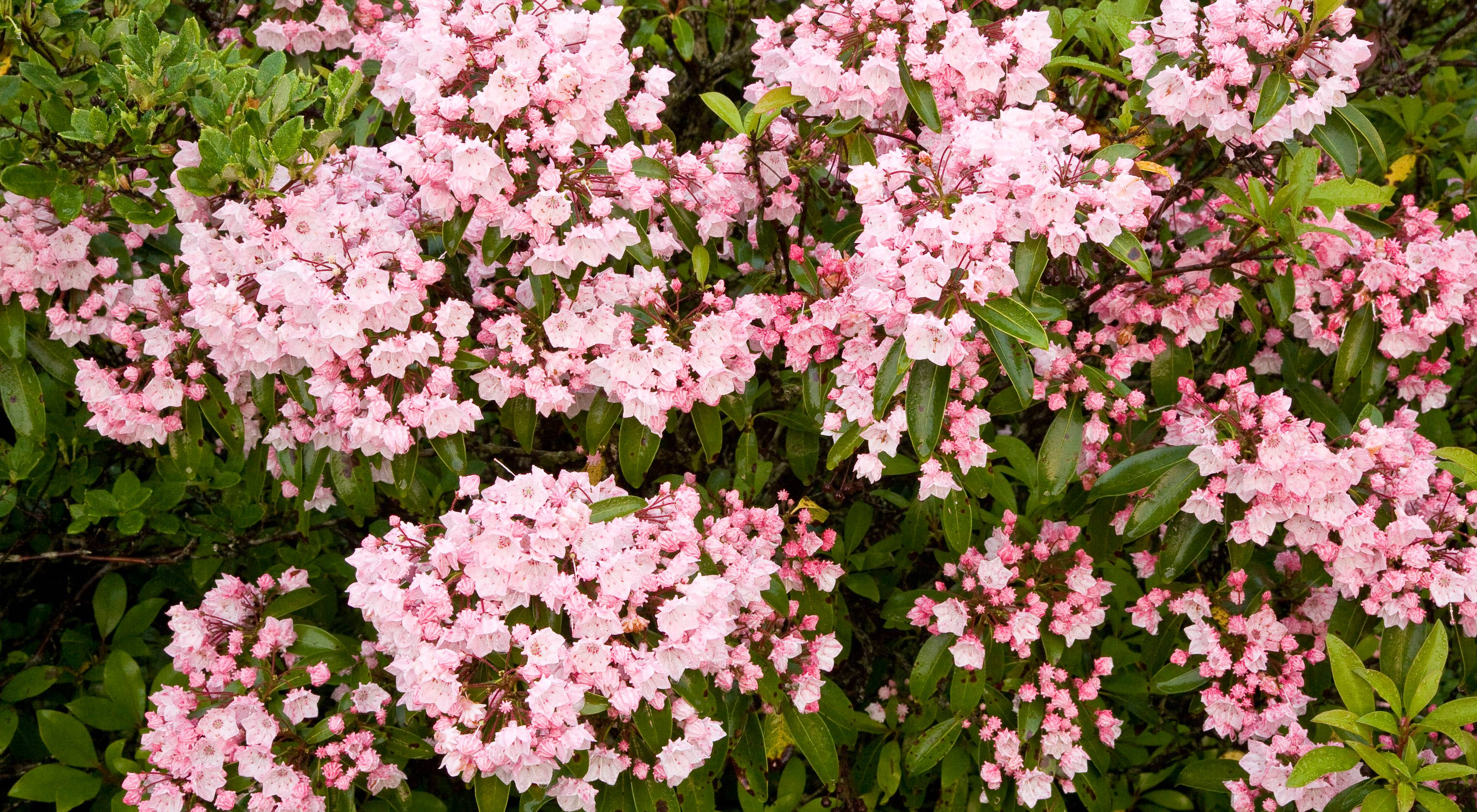 A bush boasts pink flowers in bloom.