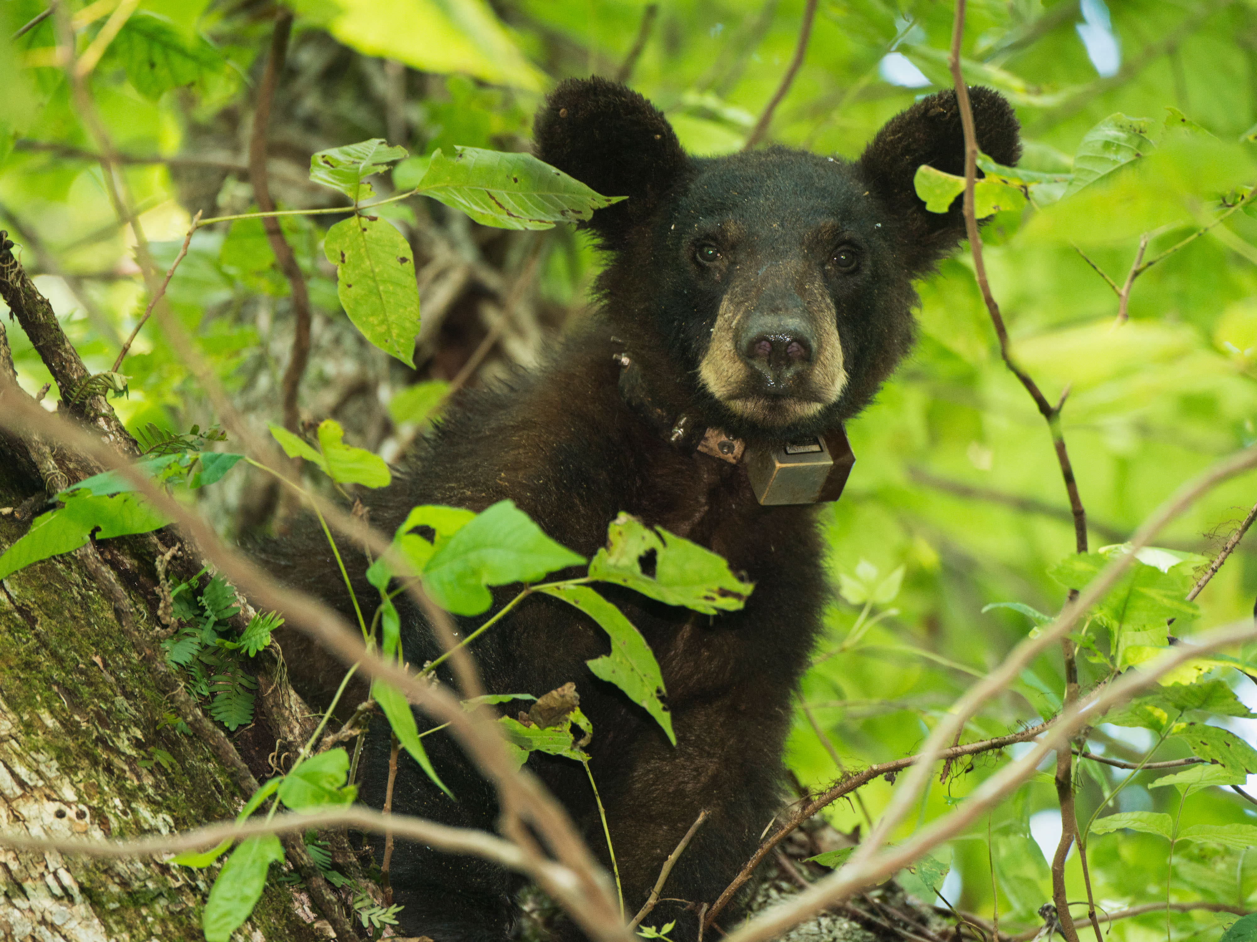 A black bear peeks through a tree.