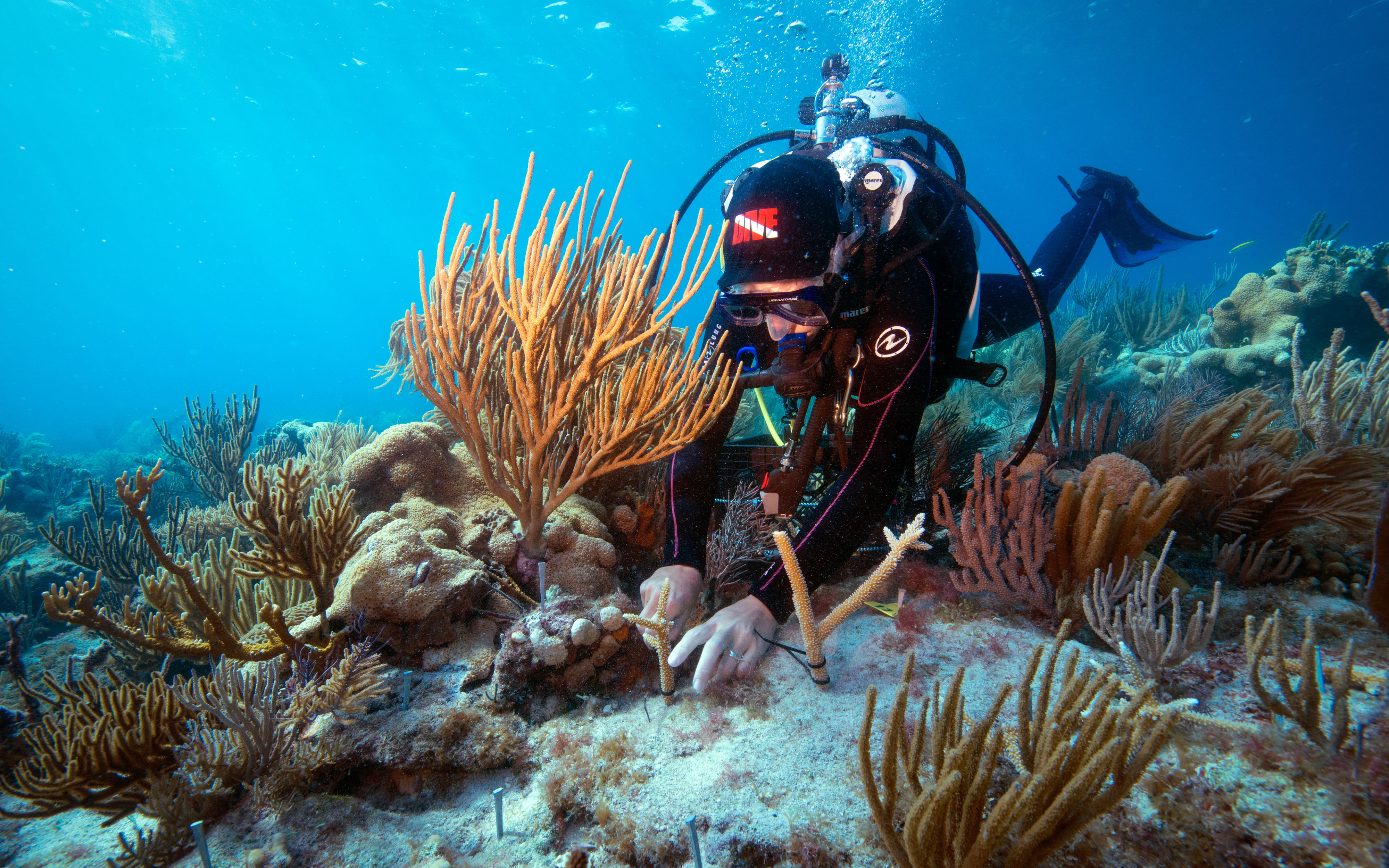 A scuba diver planting a coral reef fragment back onto a reef section.