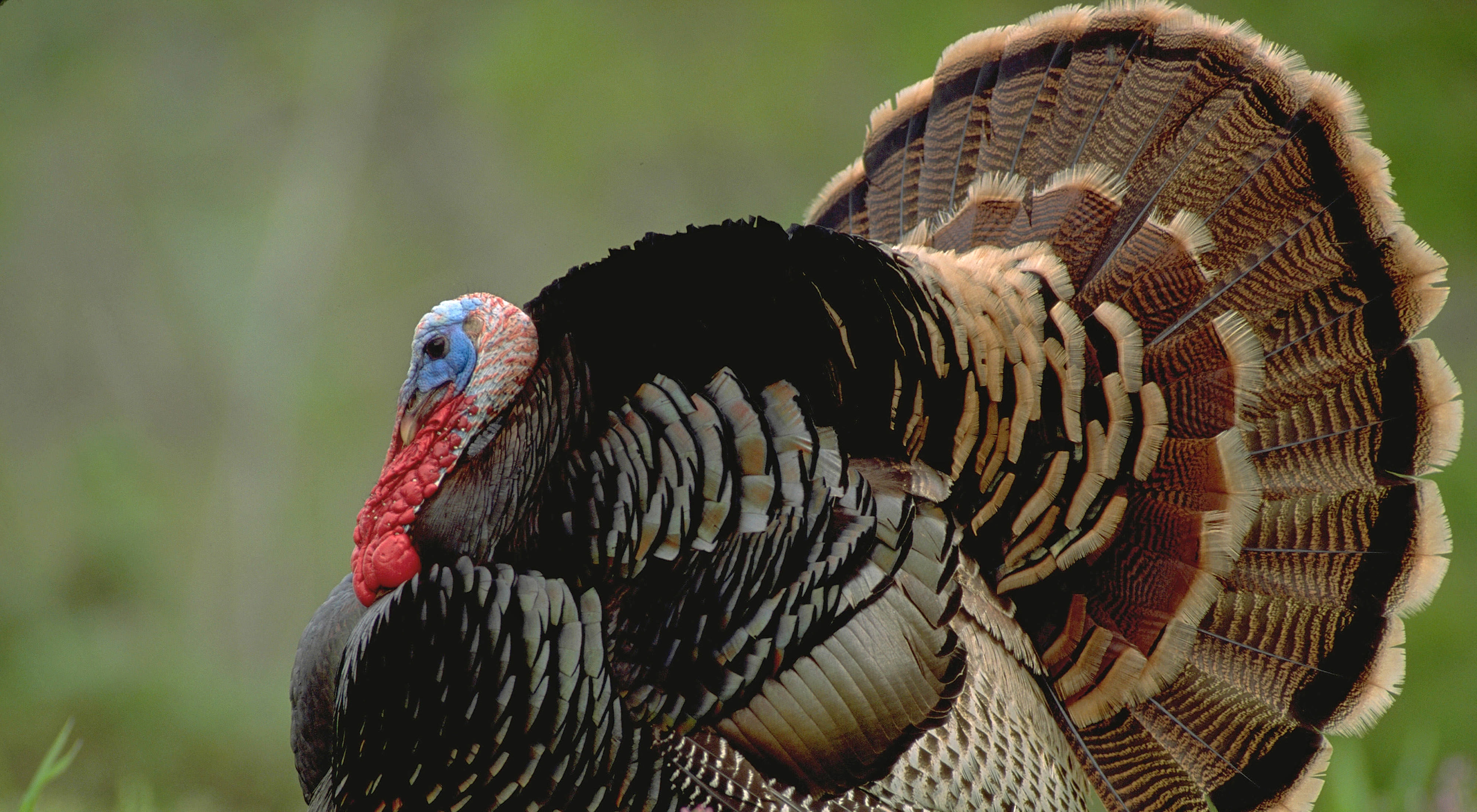A colorful turkey has an orange beak and big tail.