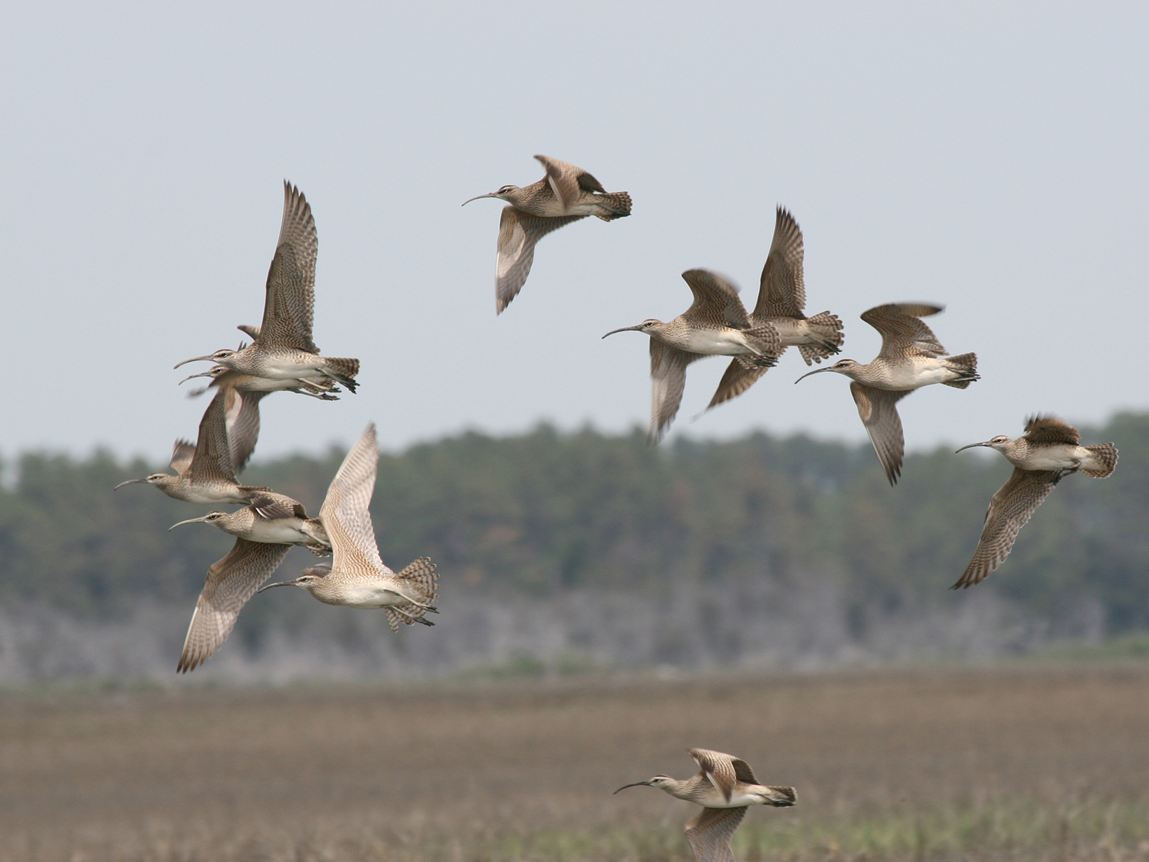 A small flock of birds in flight.