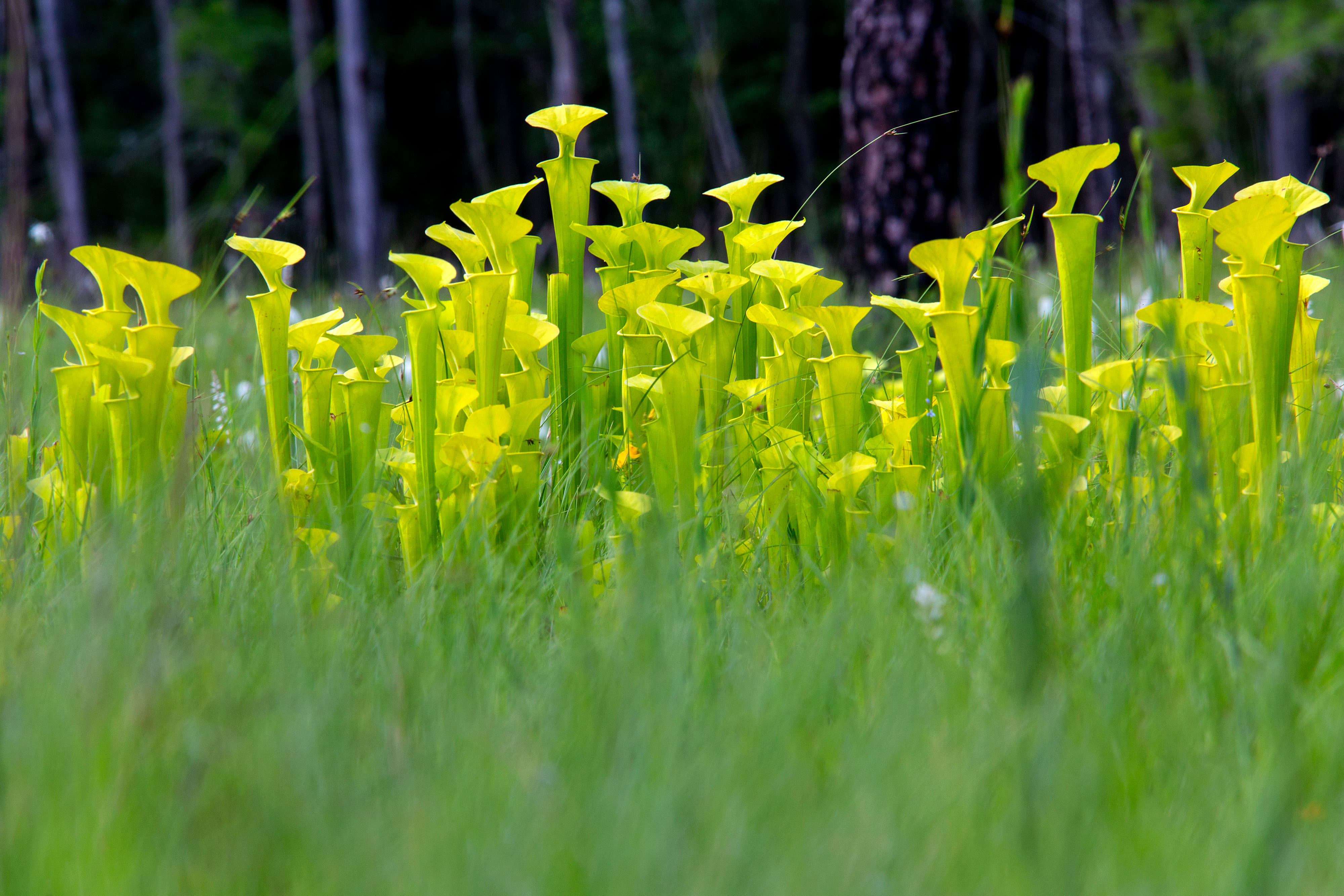 A field of vivid yellow pitcher plants.