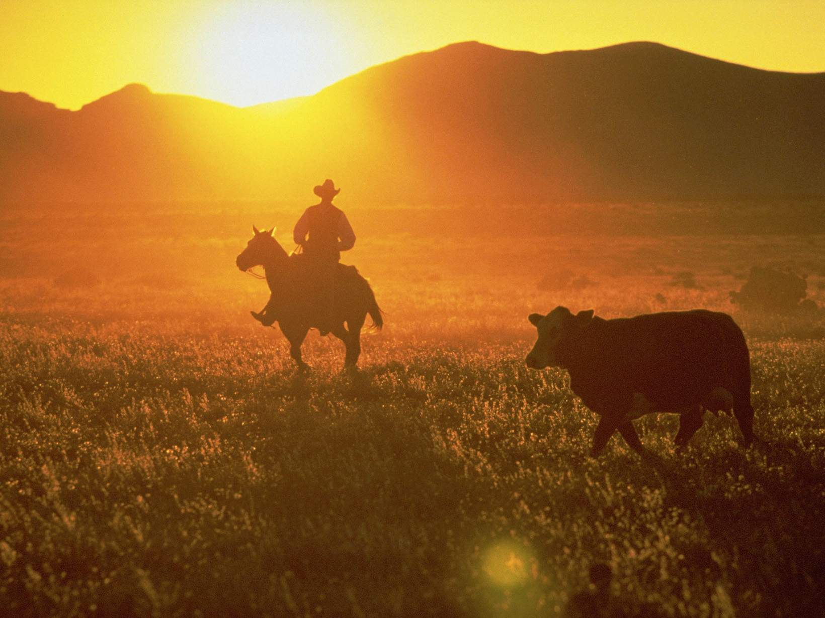 A person on horseback is silhouetted next to a cow in a grassland against an orange sky at sunset.