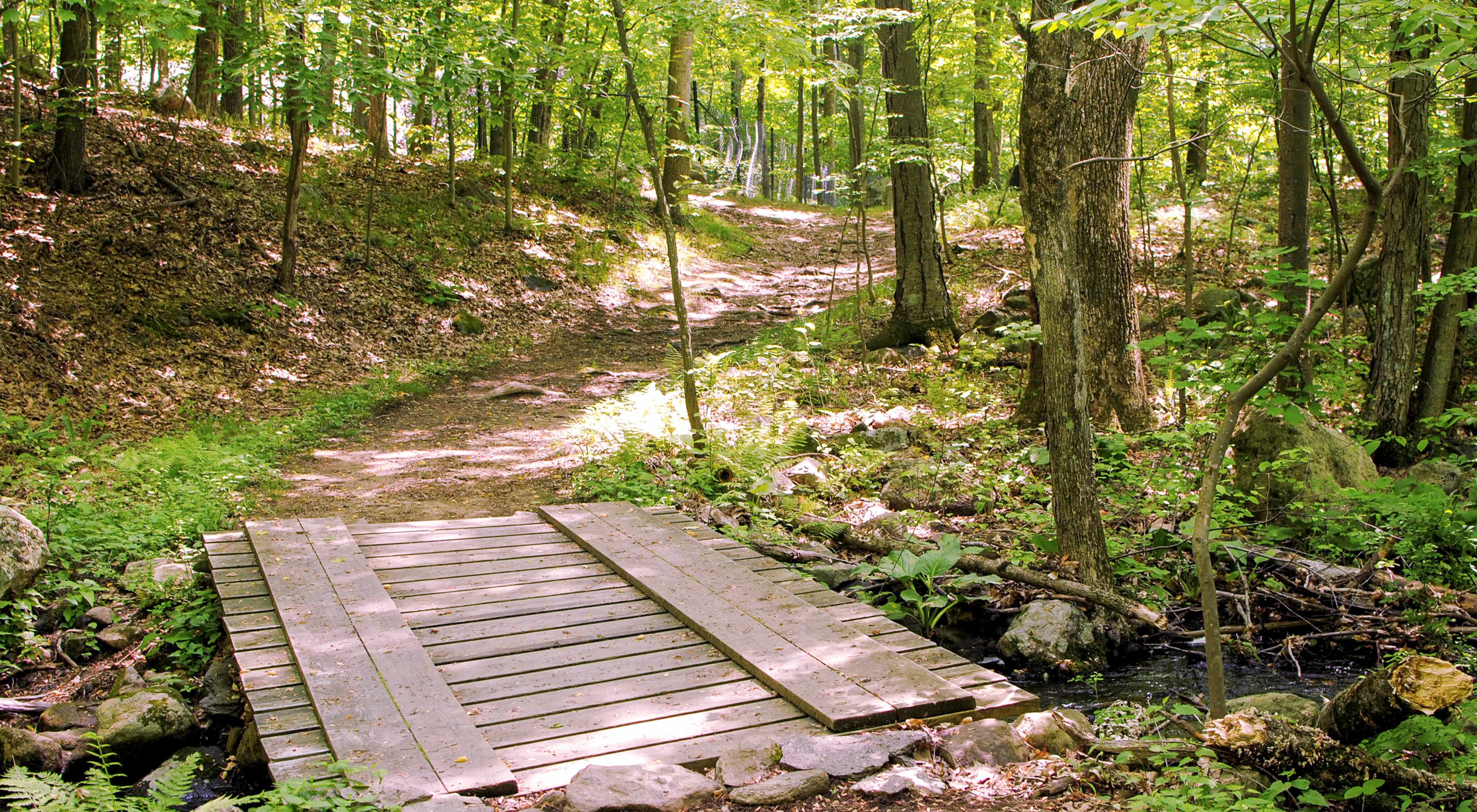 Un puente peatonal sobre un arroyo en un bosque.