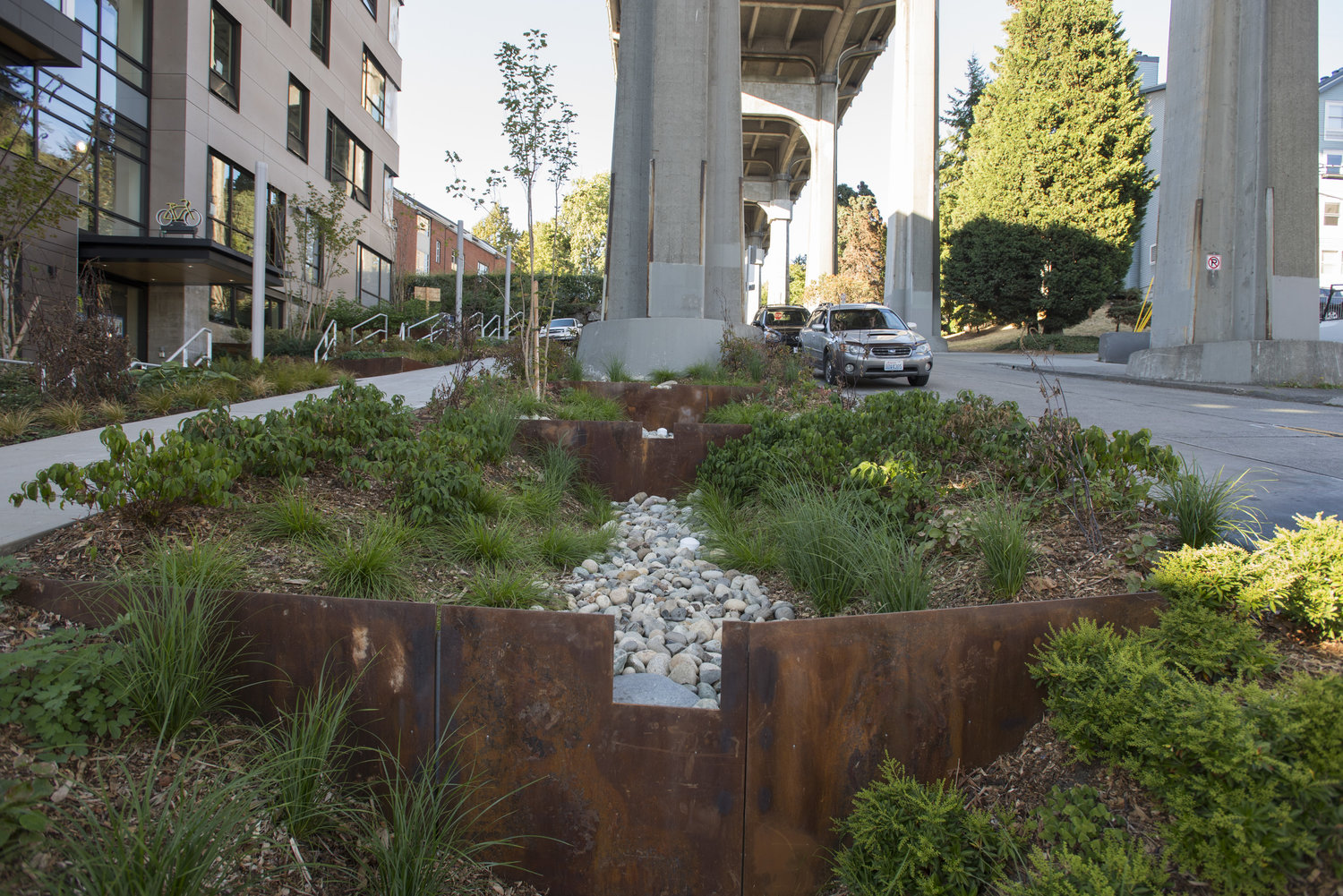 A rain garden in an urban area.