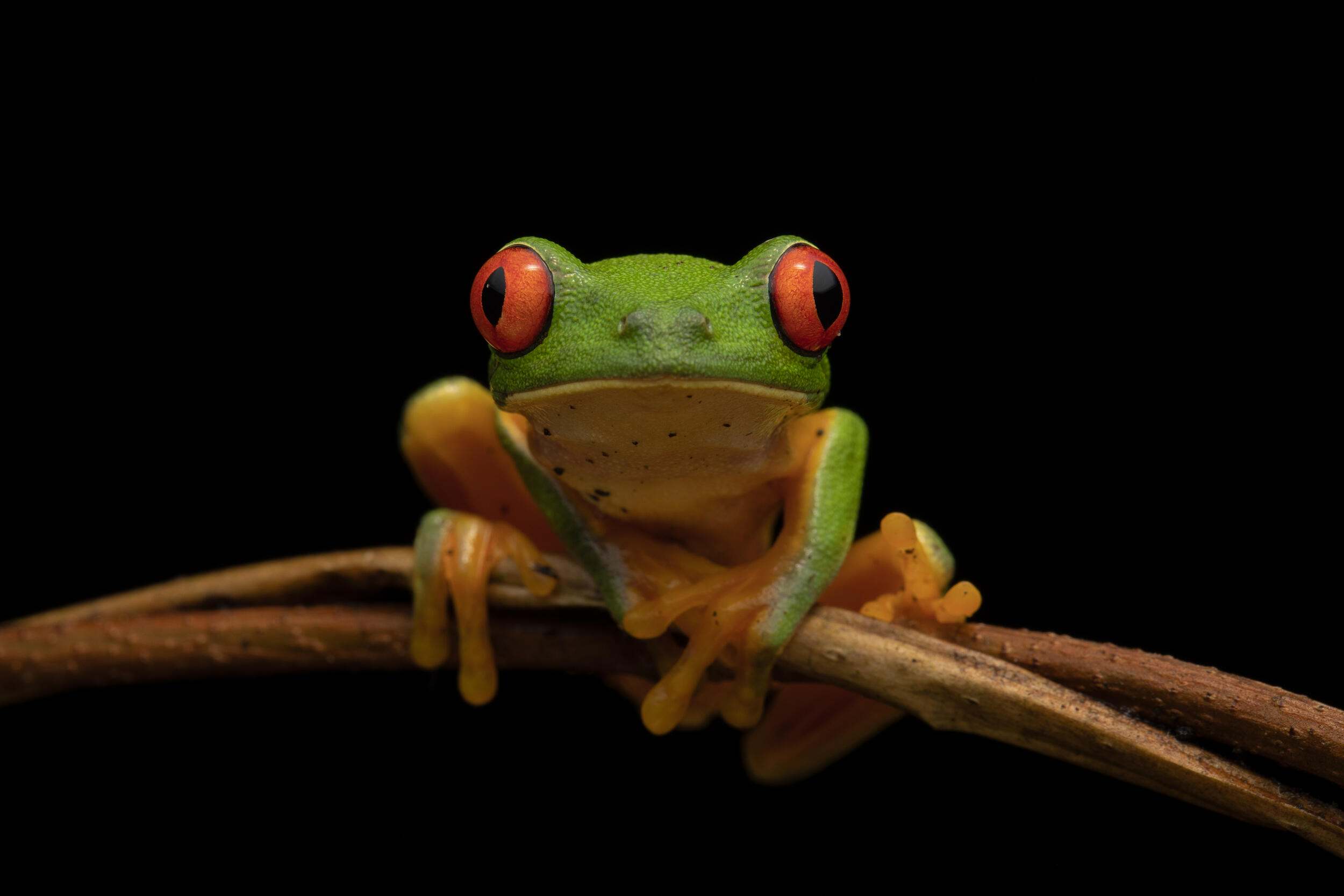 Close up of a green frog.