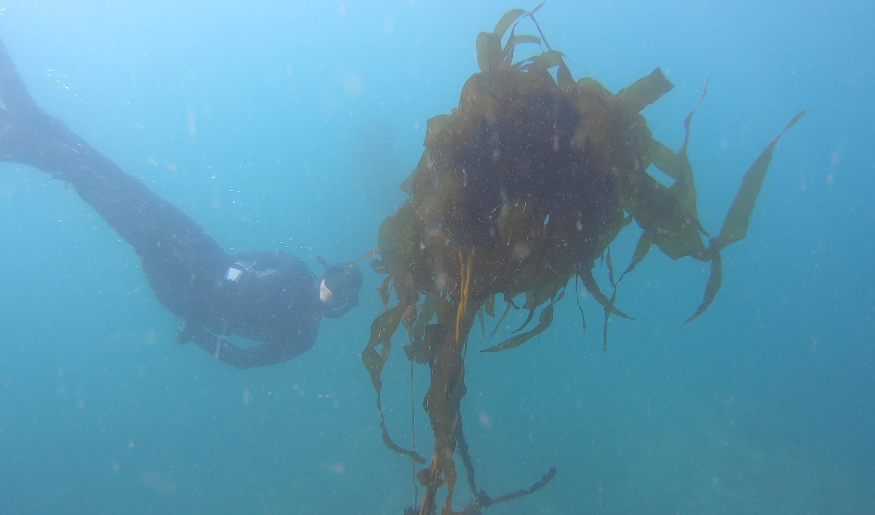 A diver poses underwater near a kelp clump in hazy water.