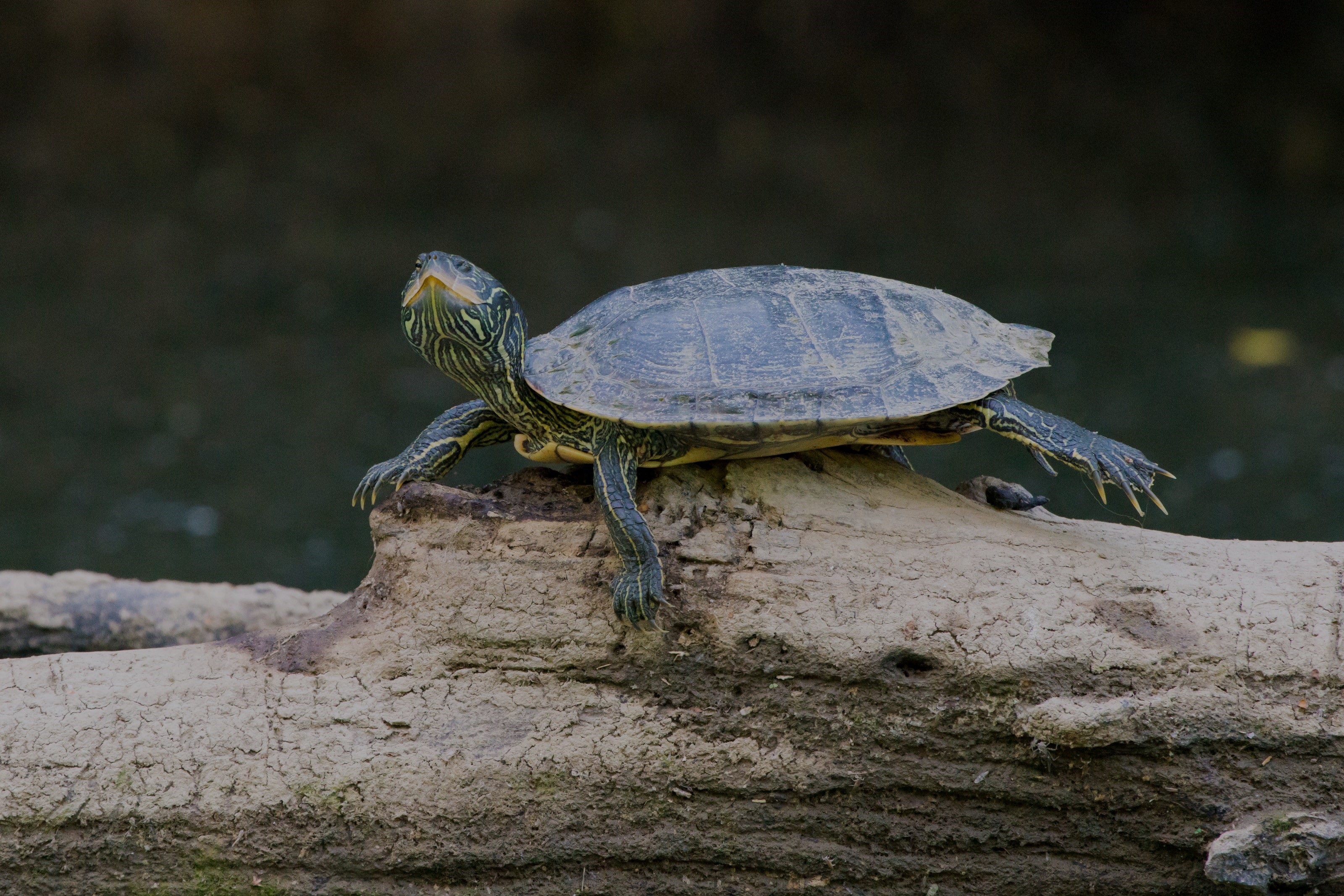 A turtle sits on a rock.