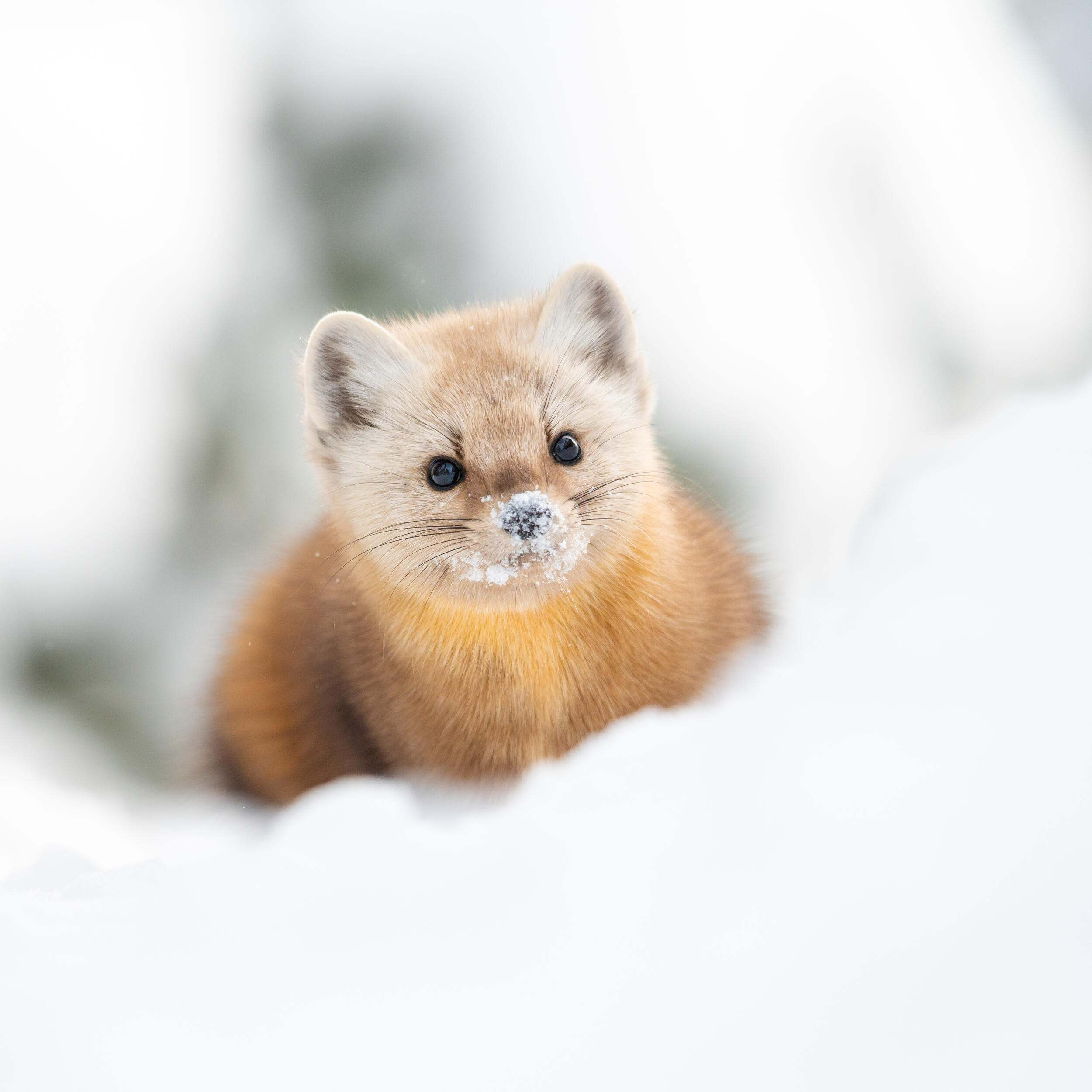 A pine marten in the snow.