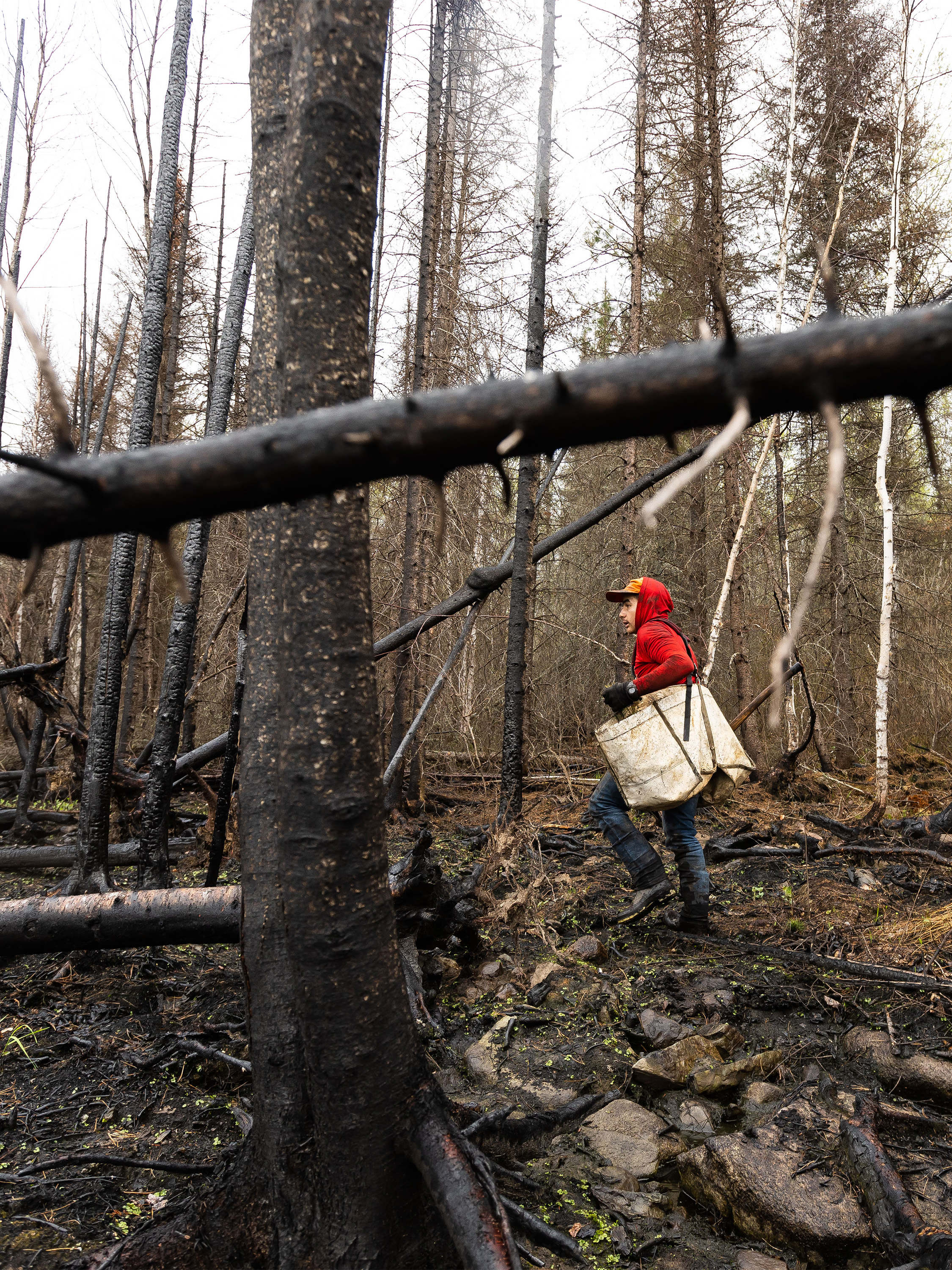 A person walks through the charred remains of a burned forest.