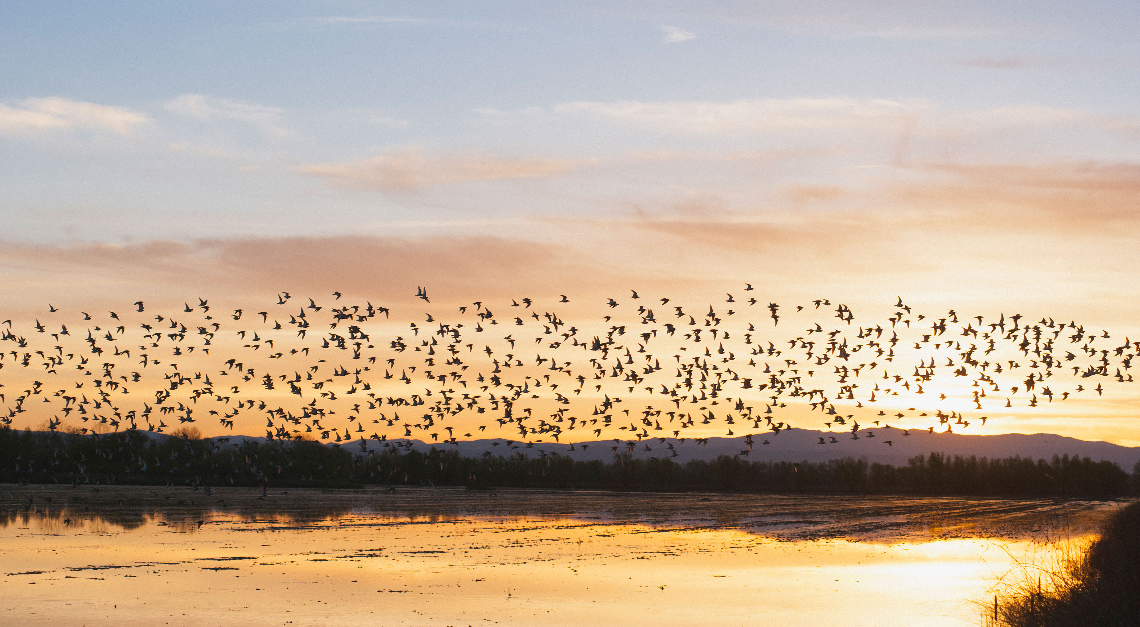 Birds flying across sunrise sky