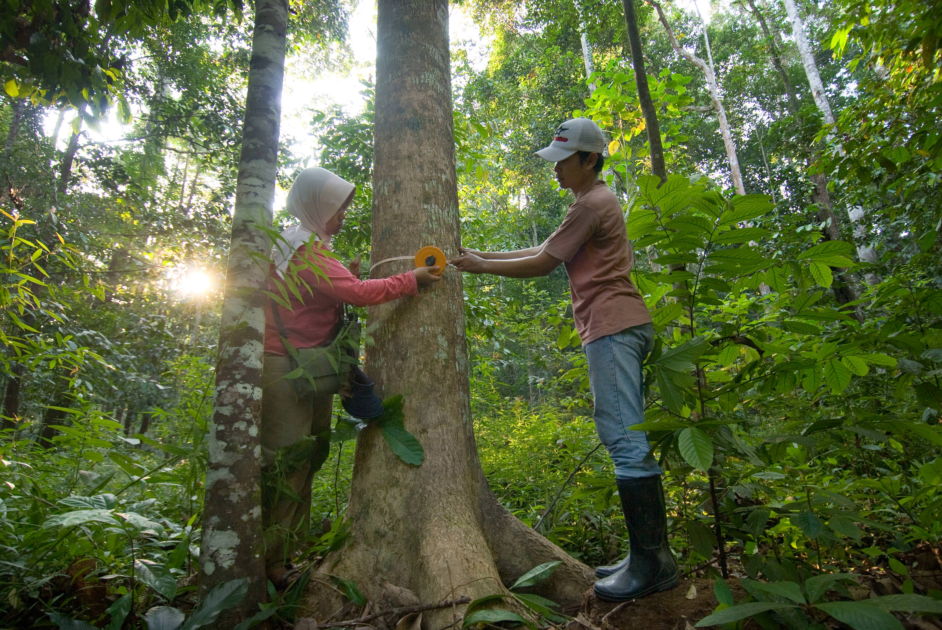 two people measuring the trunk of a tree with a tape measure.