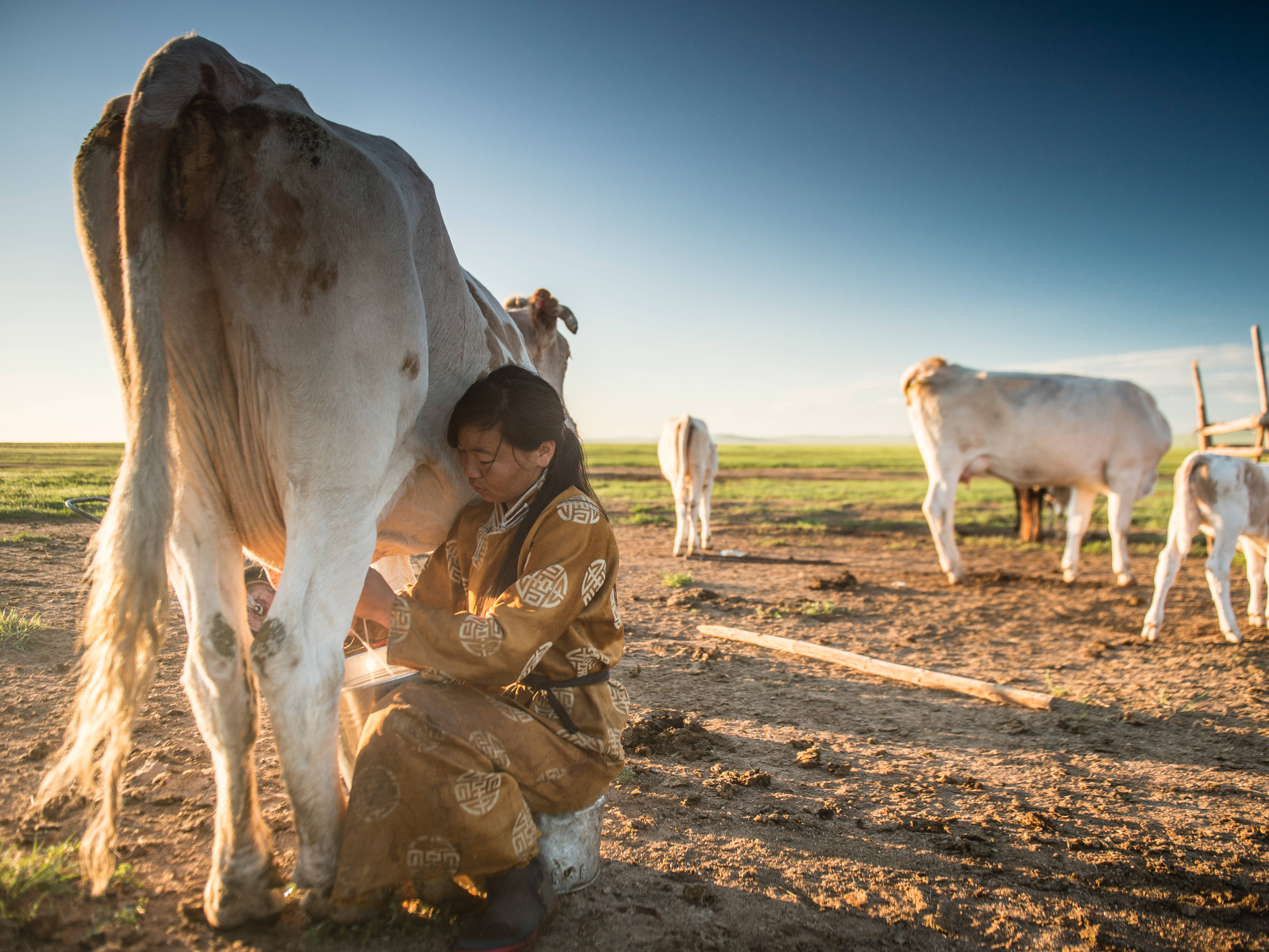 a woman beside a cow milking it