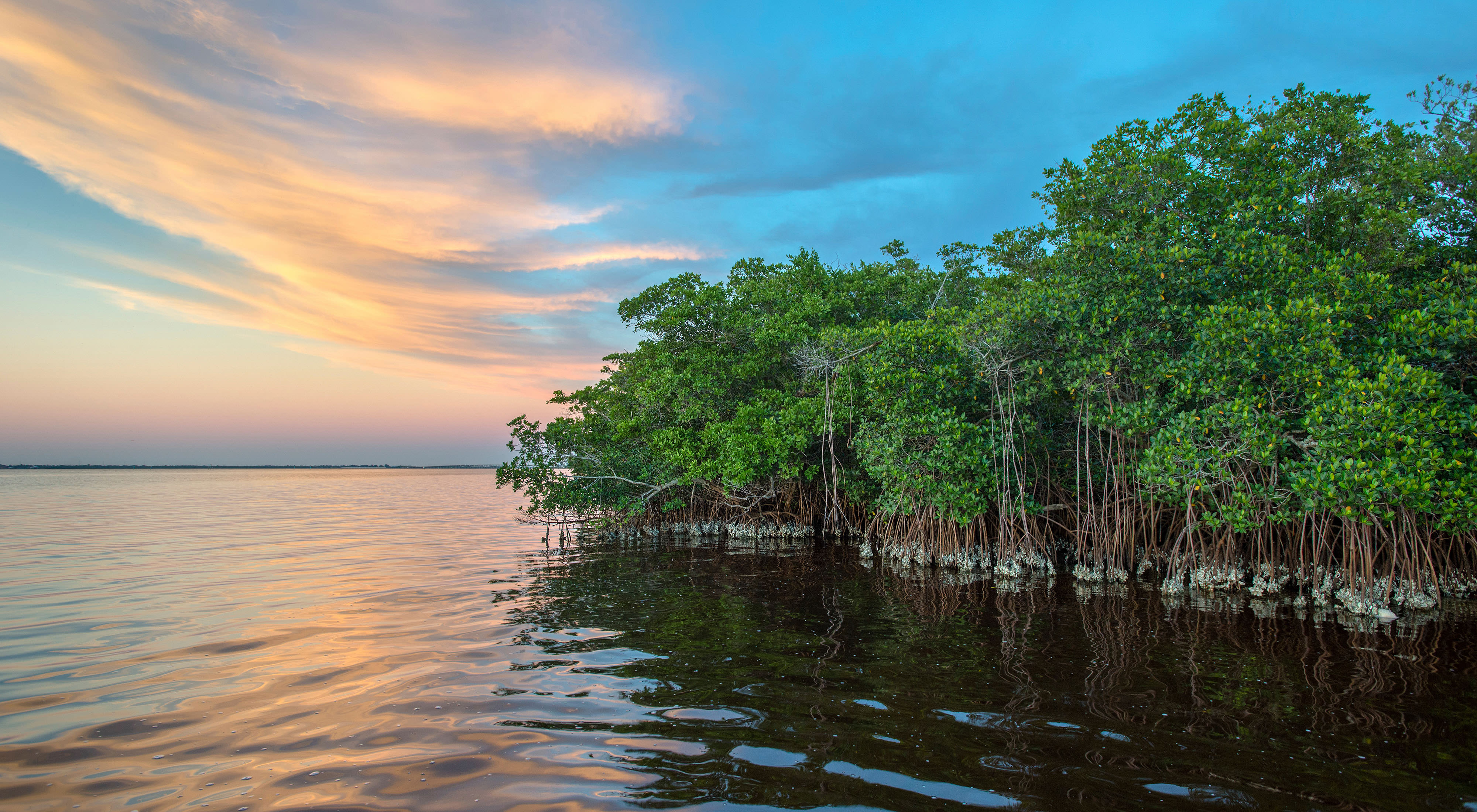 Sunset with mangroves and water.