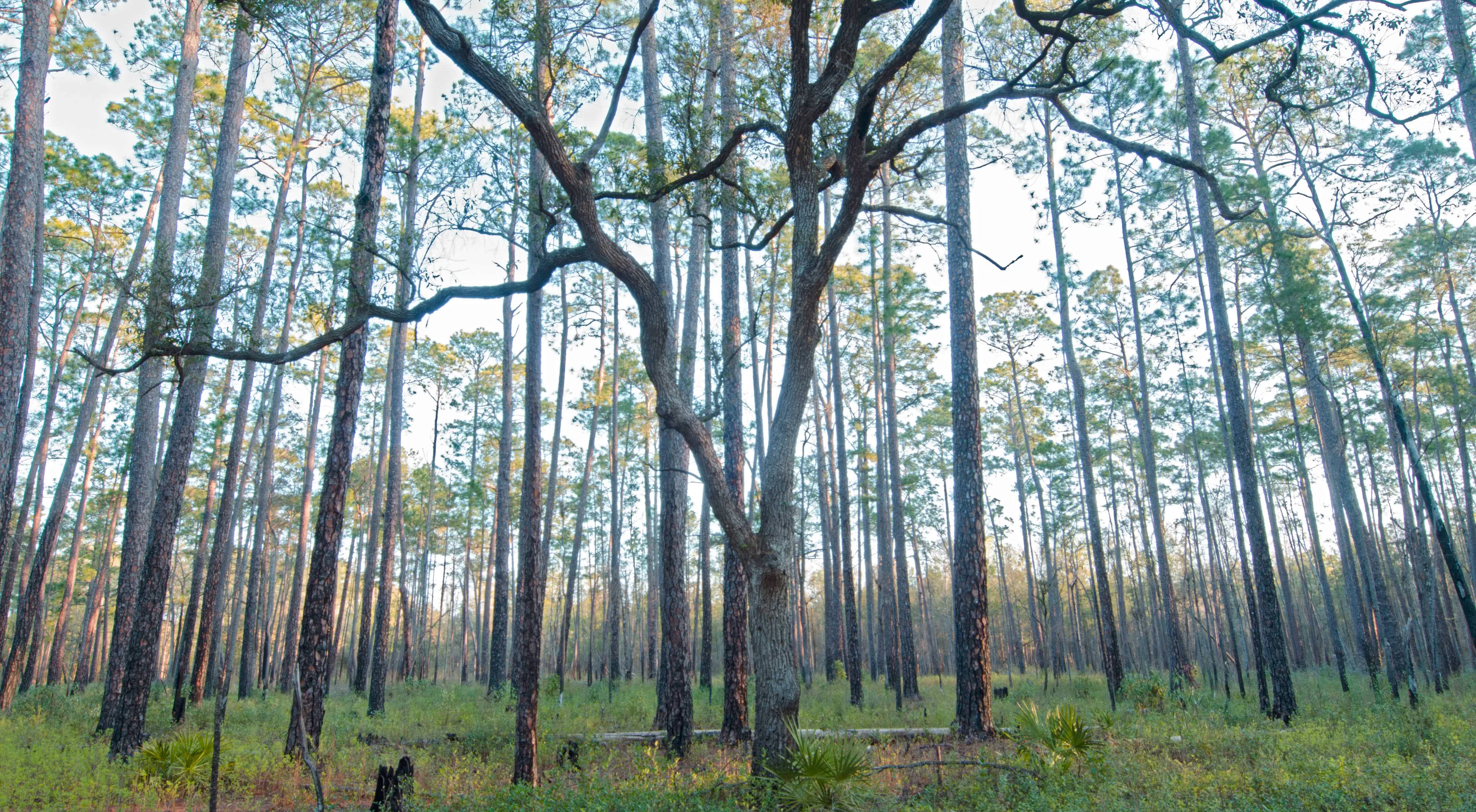 Tall pine trees of Moody Forest Preserve in Georgia.