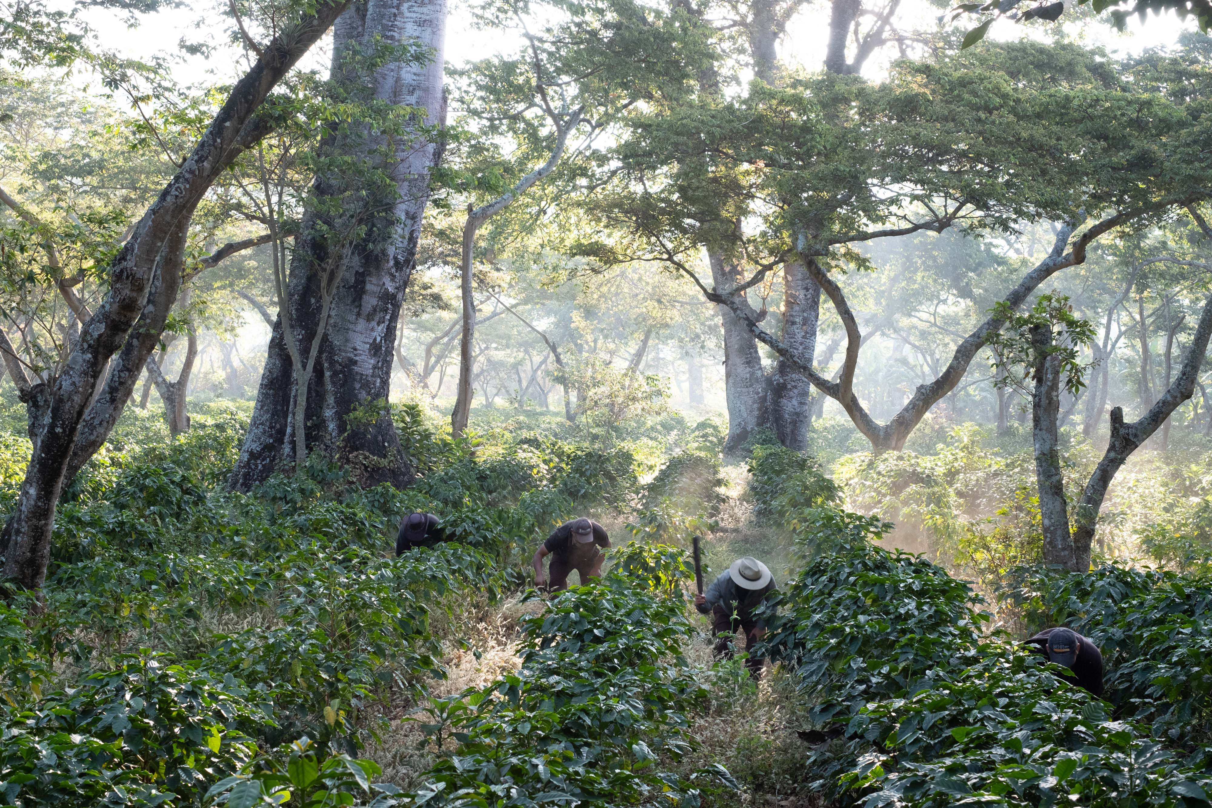 Trabajadores en plantaciones de café en Guatemala