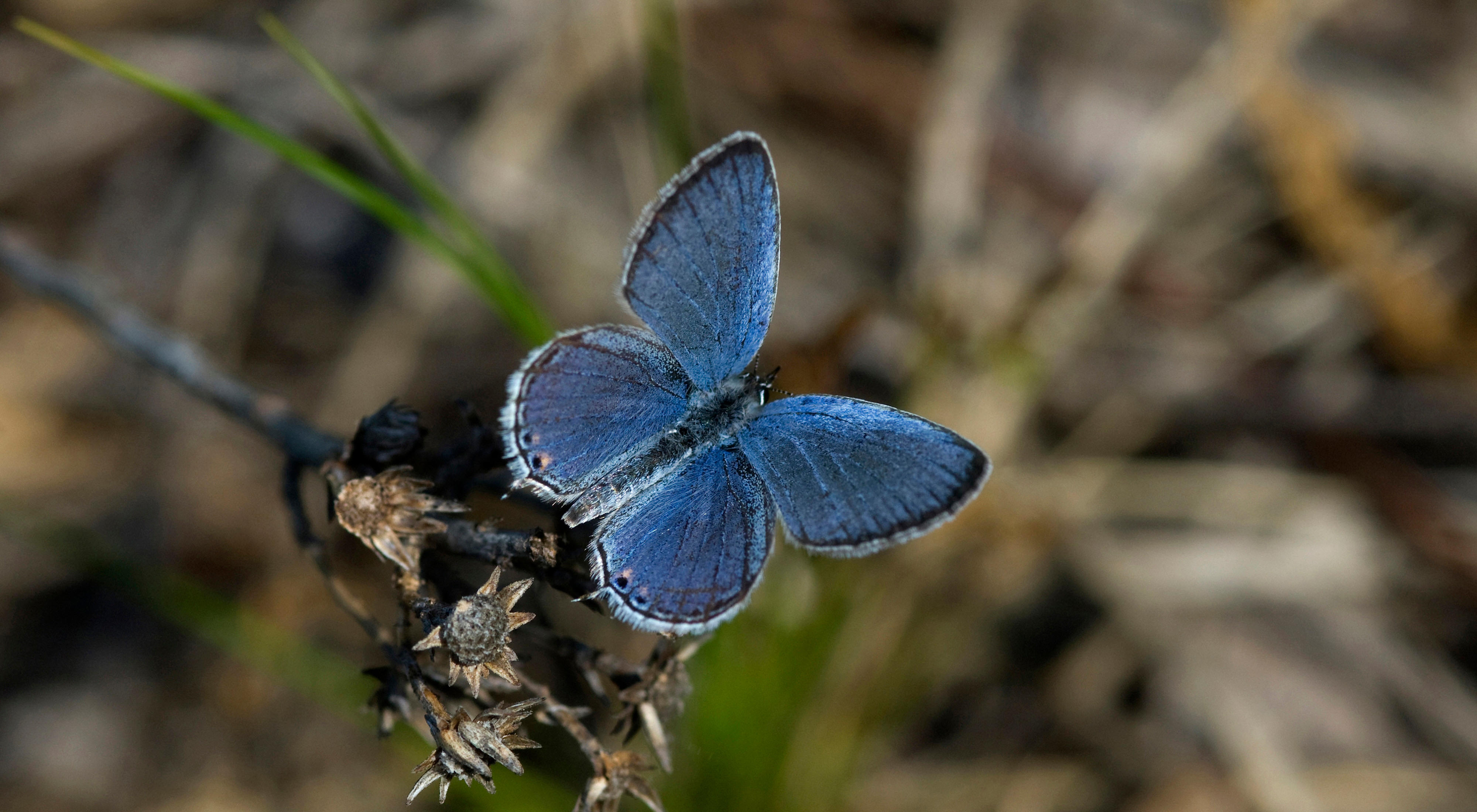 Primer plano de una mariposa azul en su hábitat nativo.