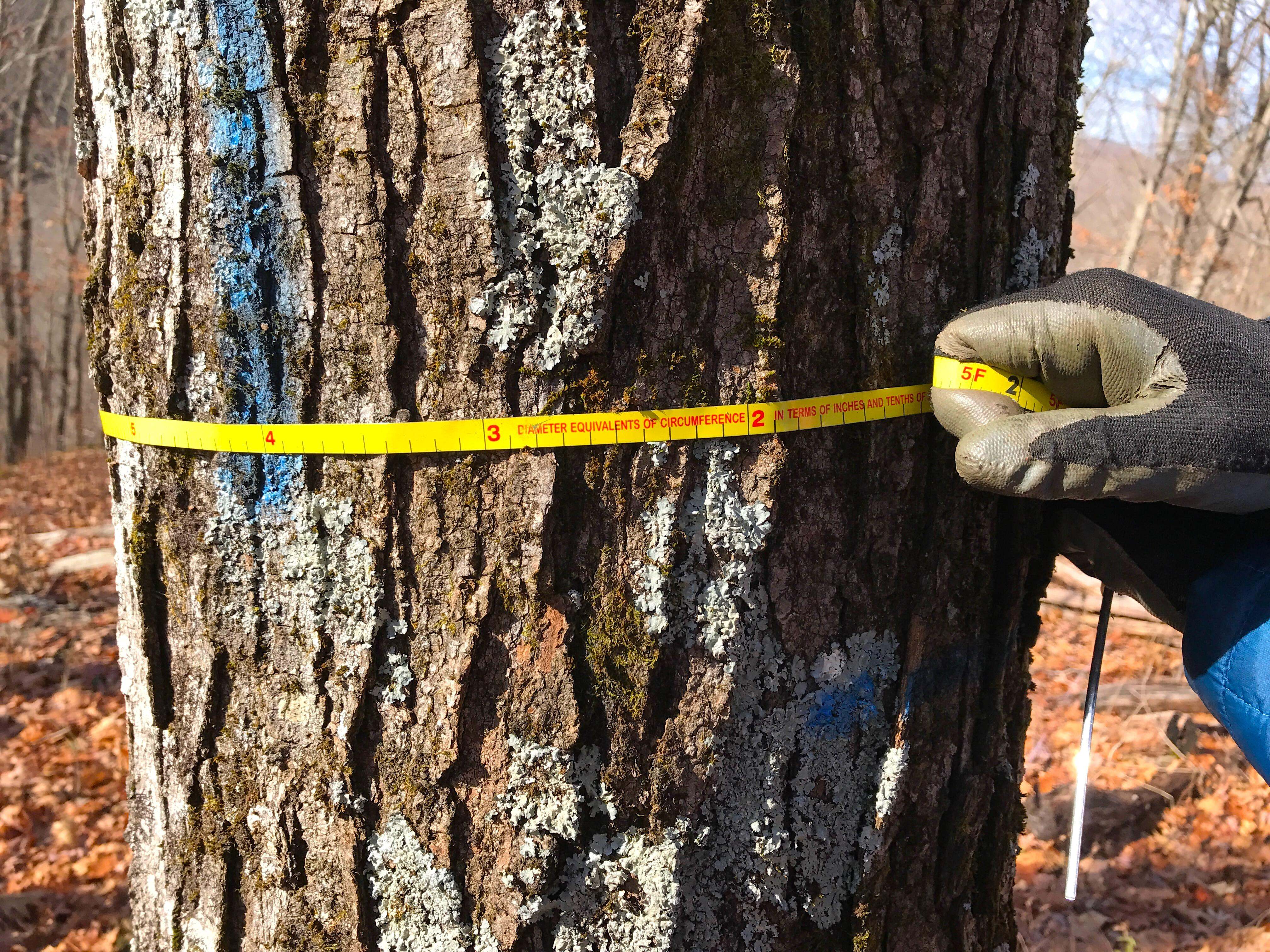 A forester uses a thin, yellow measuring tape to measure the circumfrence of a mature tree.