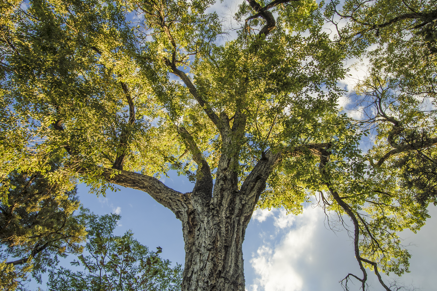 A blue sky and white clouds can be seen behind a broad leafy green tree canopy.