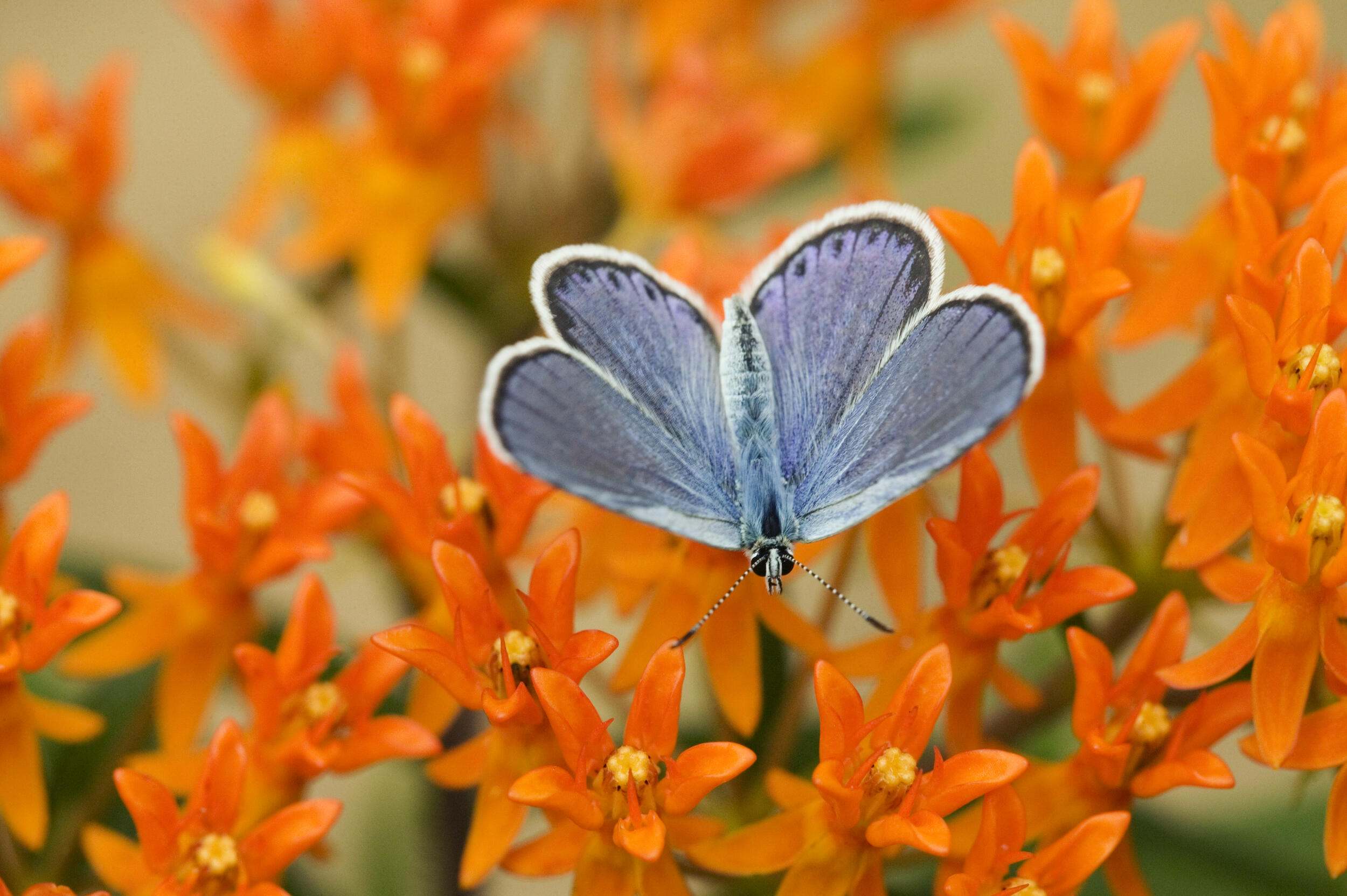 A male Karner blue butterfly on orange flowers. 