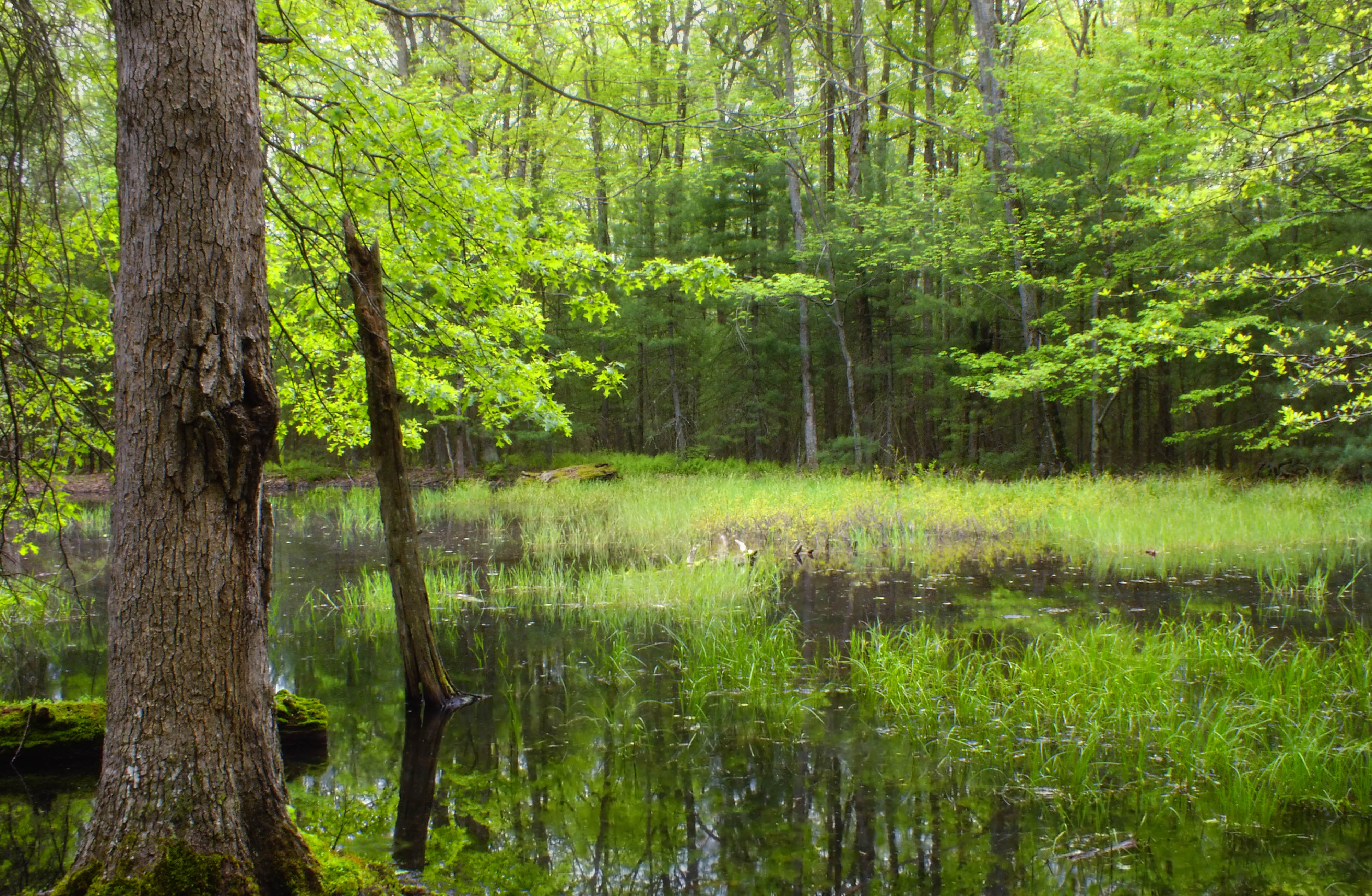 Lush forest surrounds a wide wetland pond.