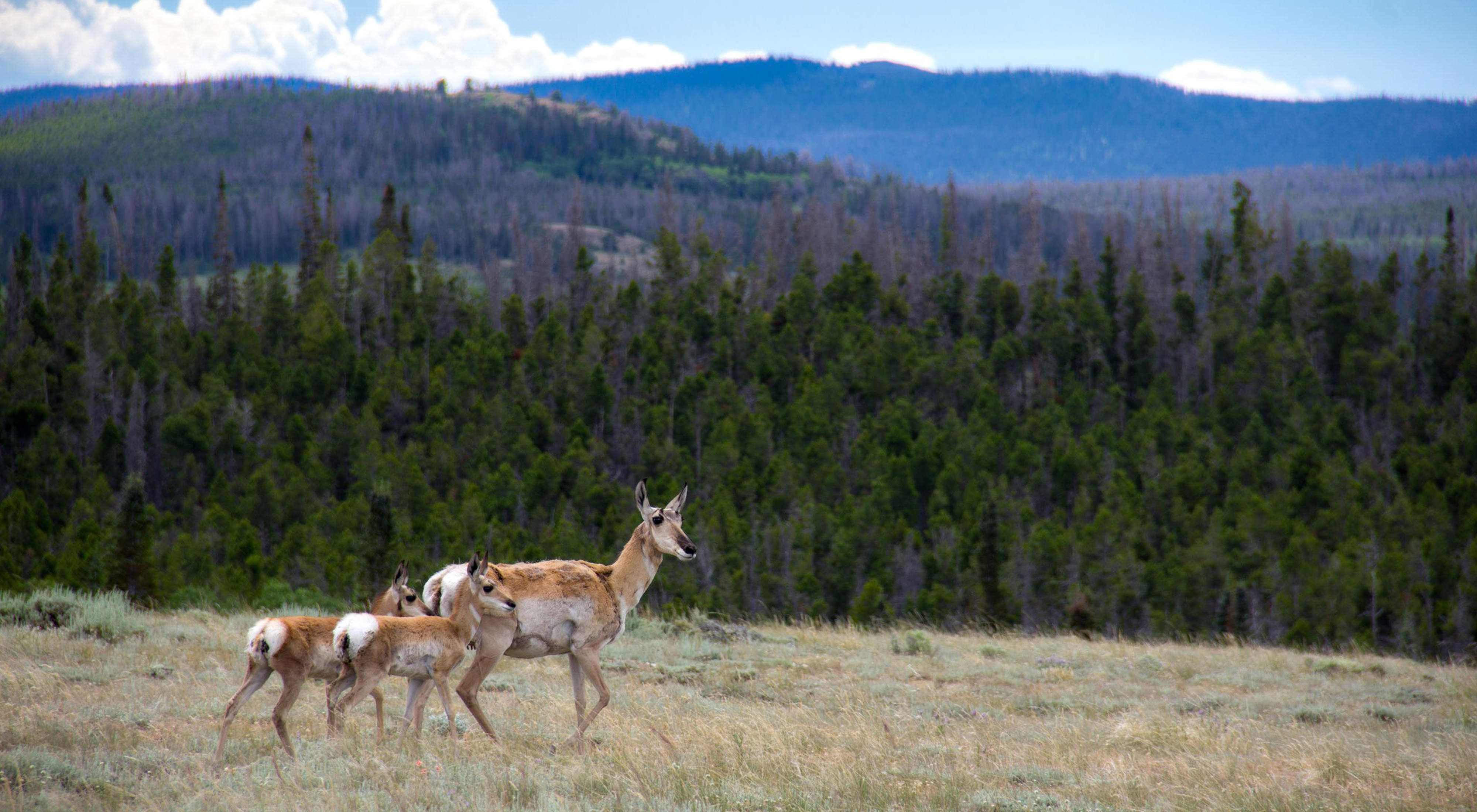Antelope and her two fawns cross prairie in front of mountains.