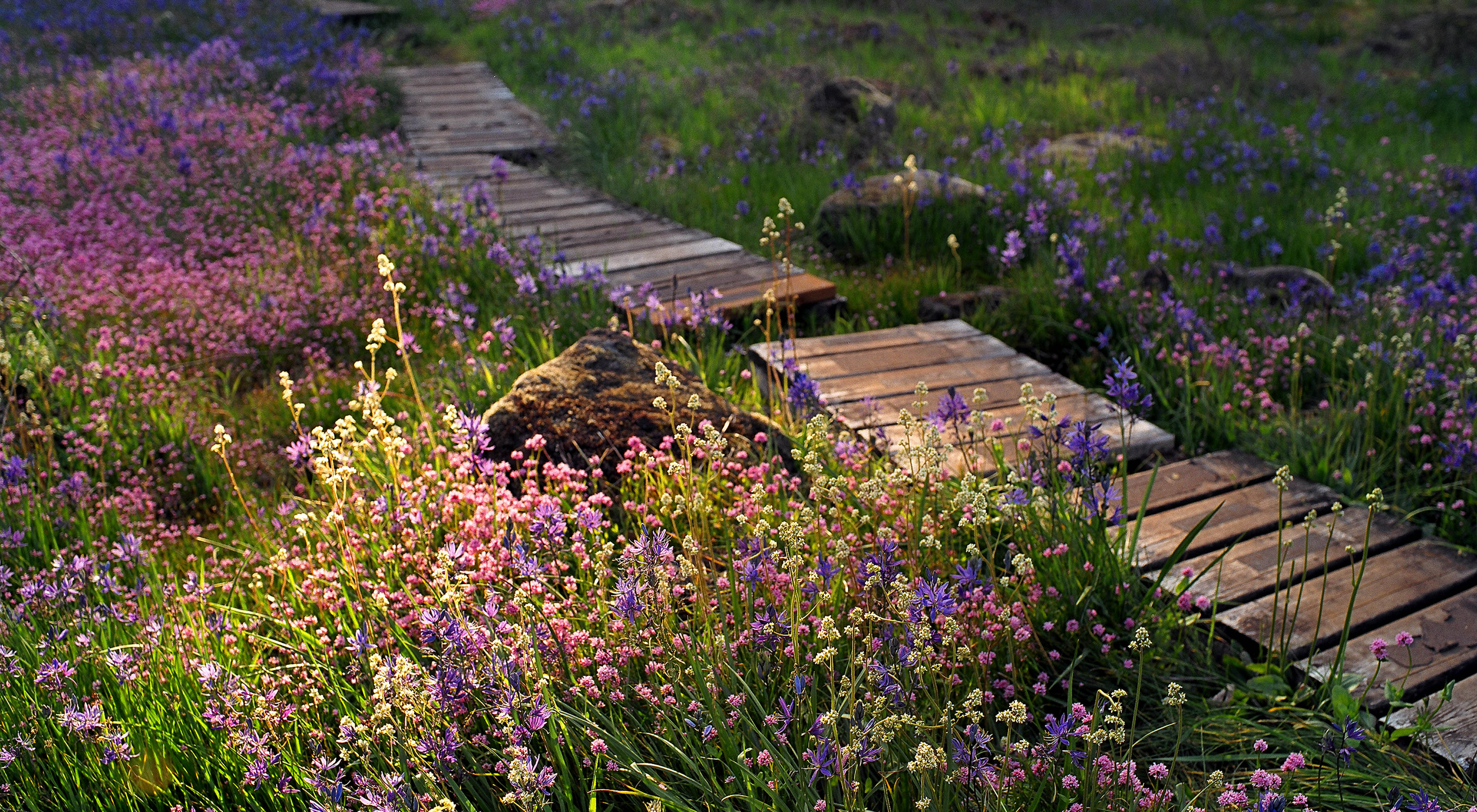 Purple camas lilies, alongside rosy plectritus and other native wildflowers, lining a boardwalk in Camassia Natural Area’s wet meadows.
