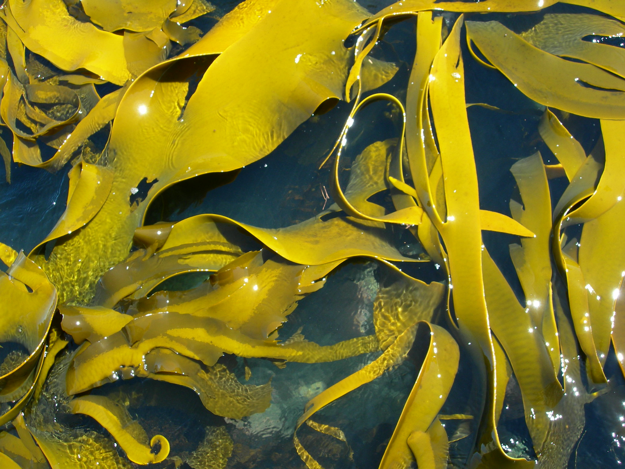 close up of brightly colored green kelp in water