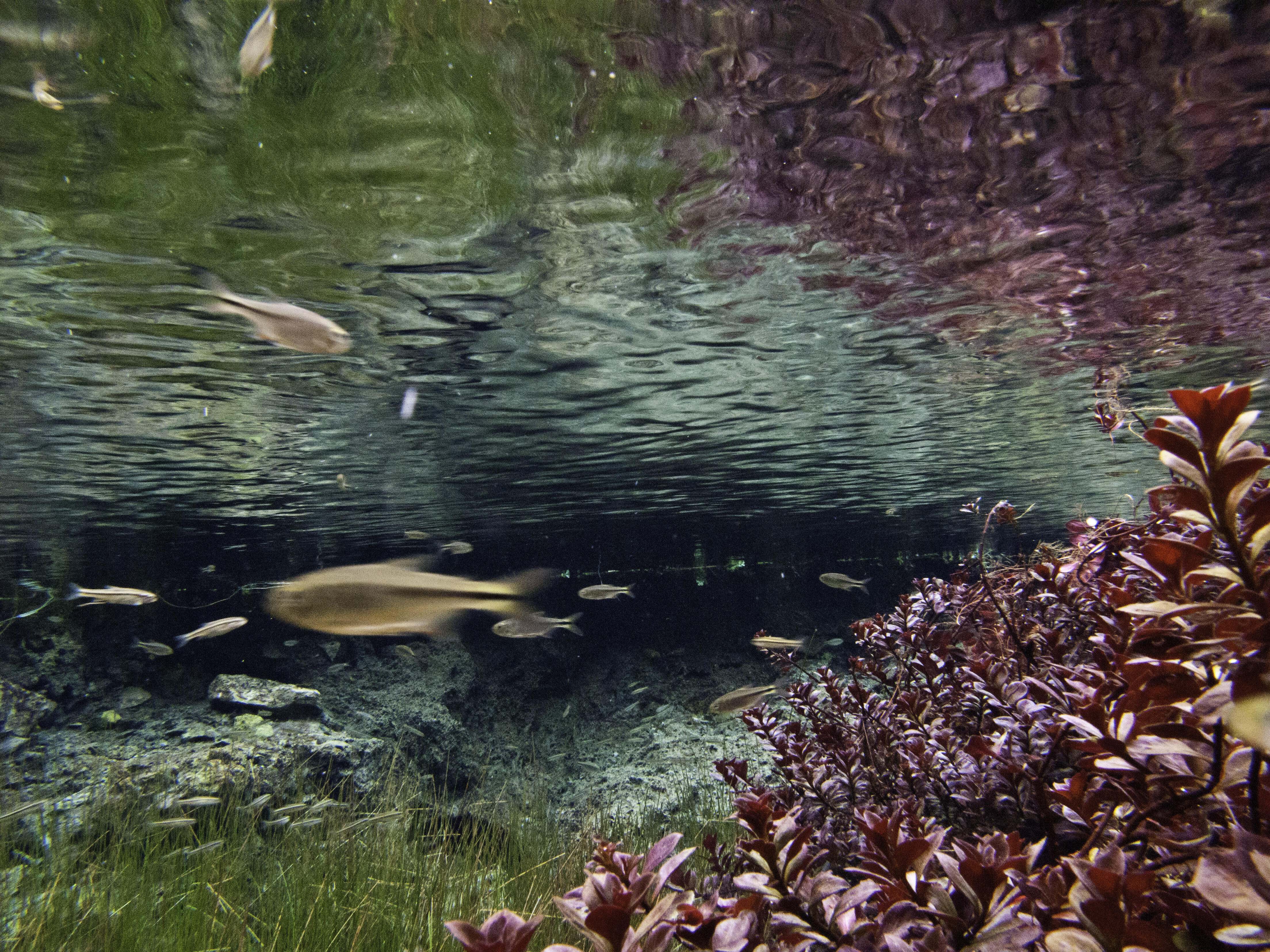 an underwater view of fish swimming in a shallow spring.