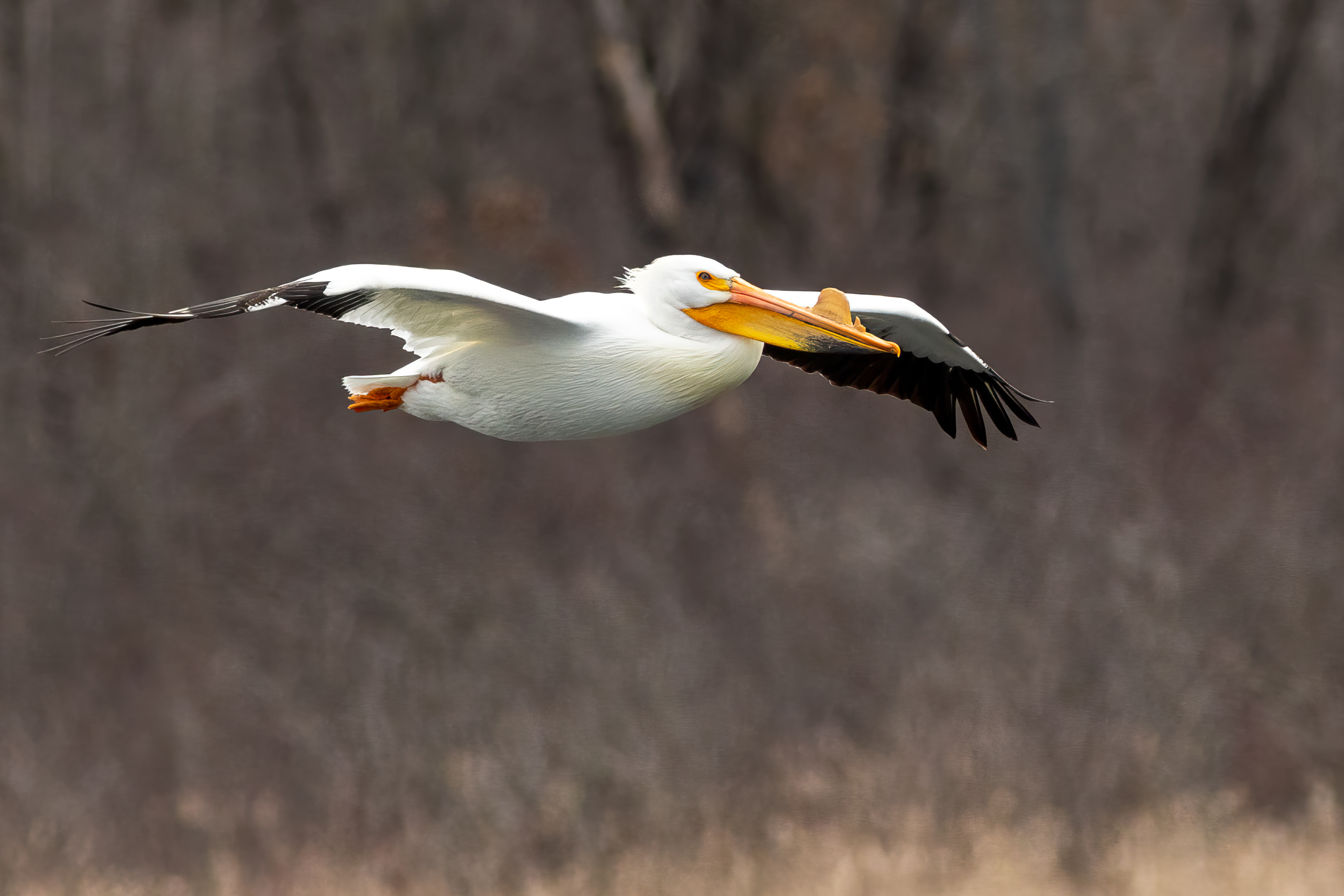 Large white pelican in flight. 