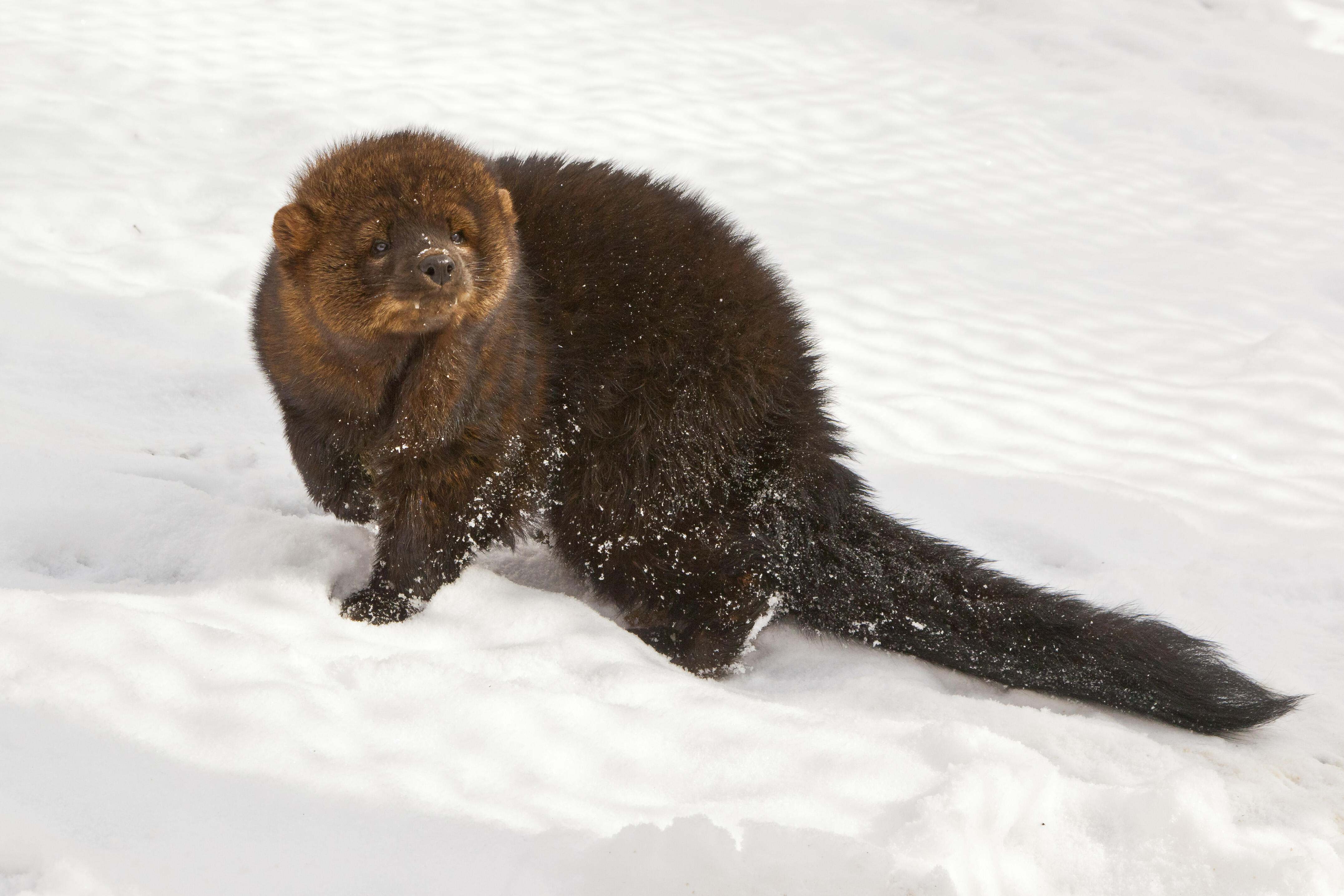 Medium-sized fisher in snow. 