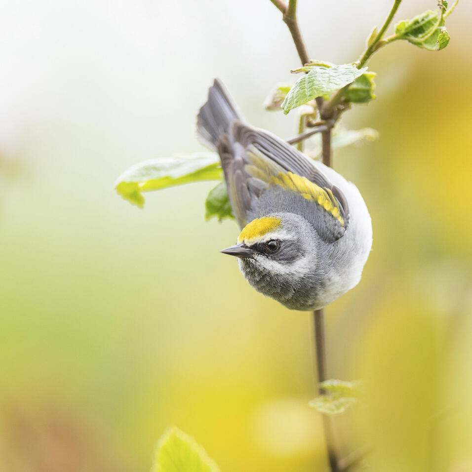 A female golden-winged warbler perched on a branch.