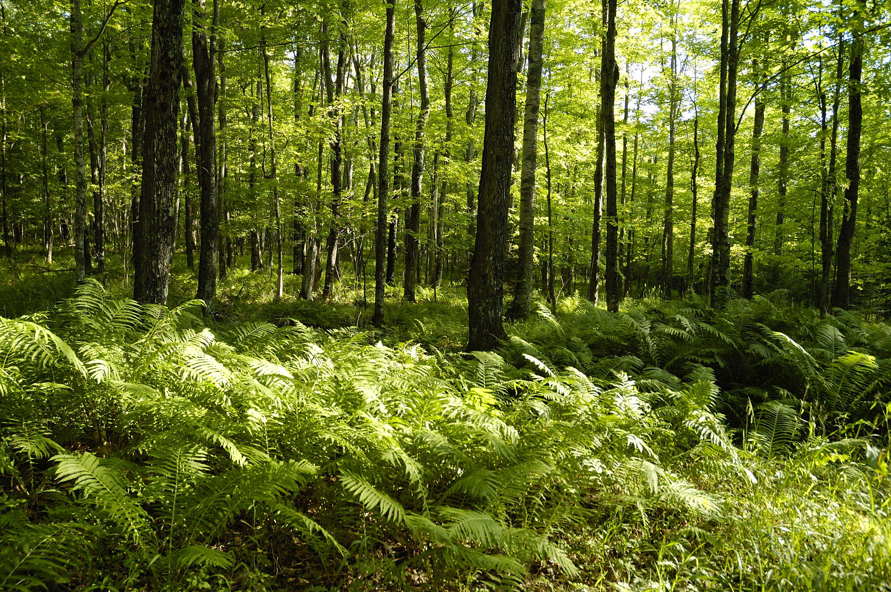 A lush green forest.