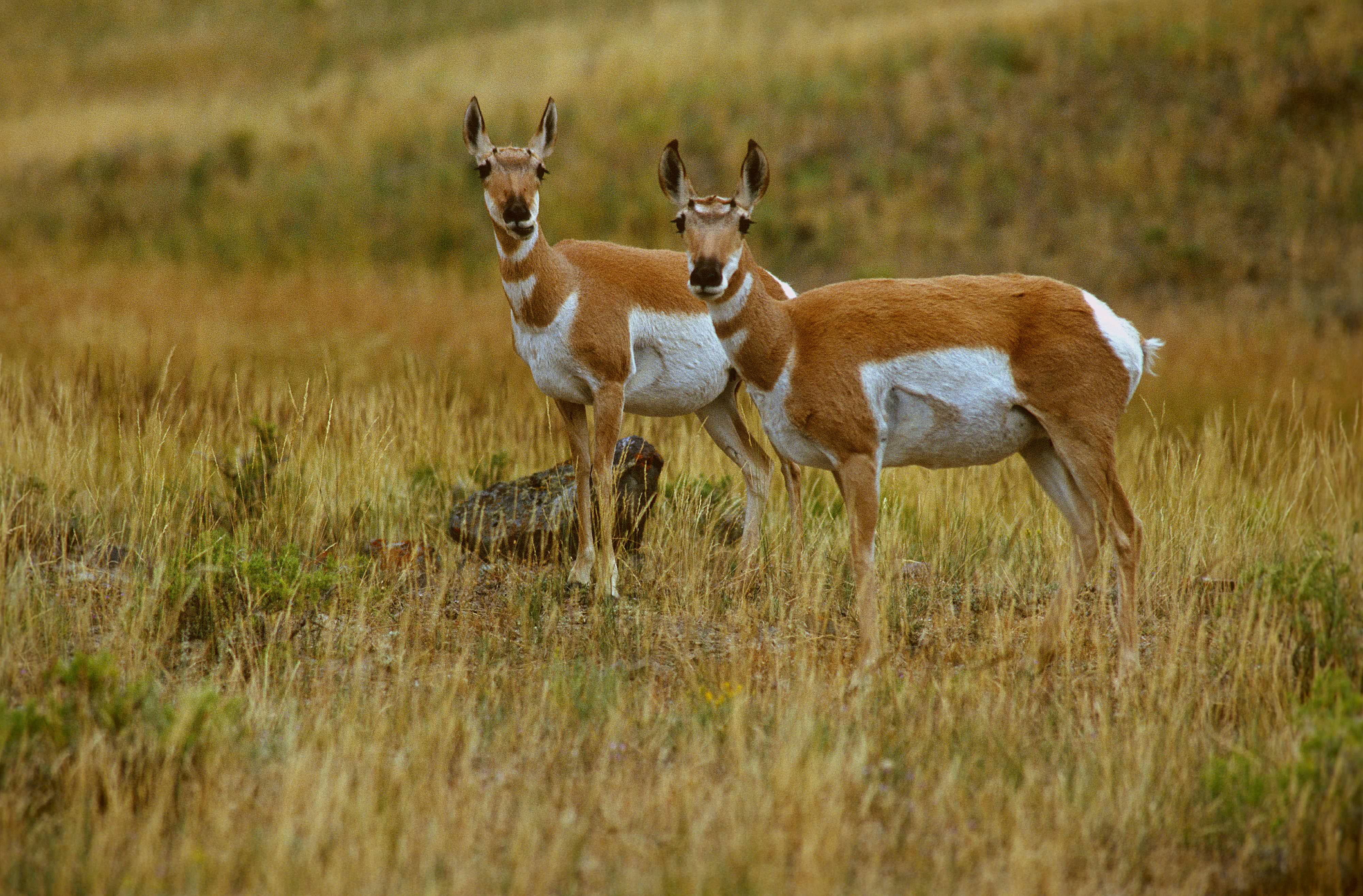 two pronghorn antelope looking at the camera.