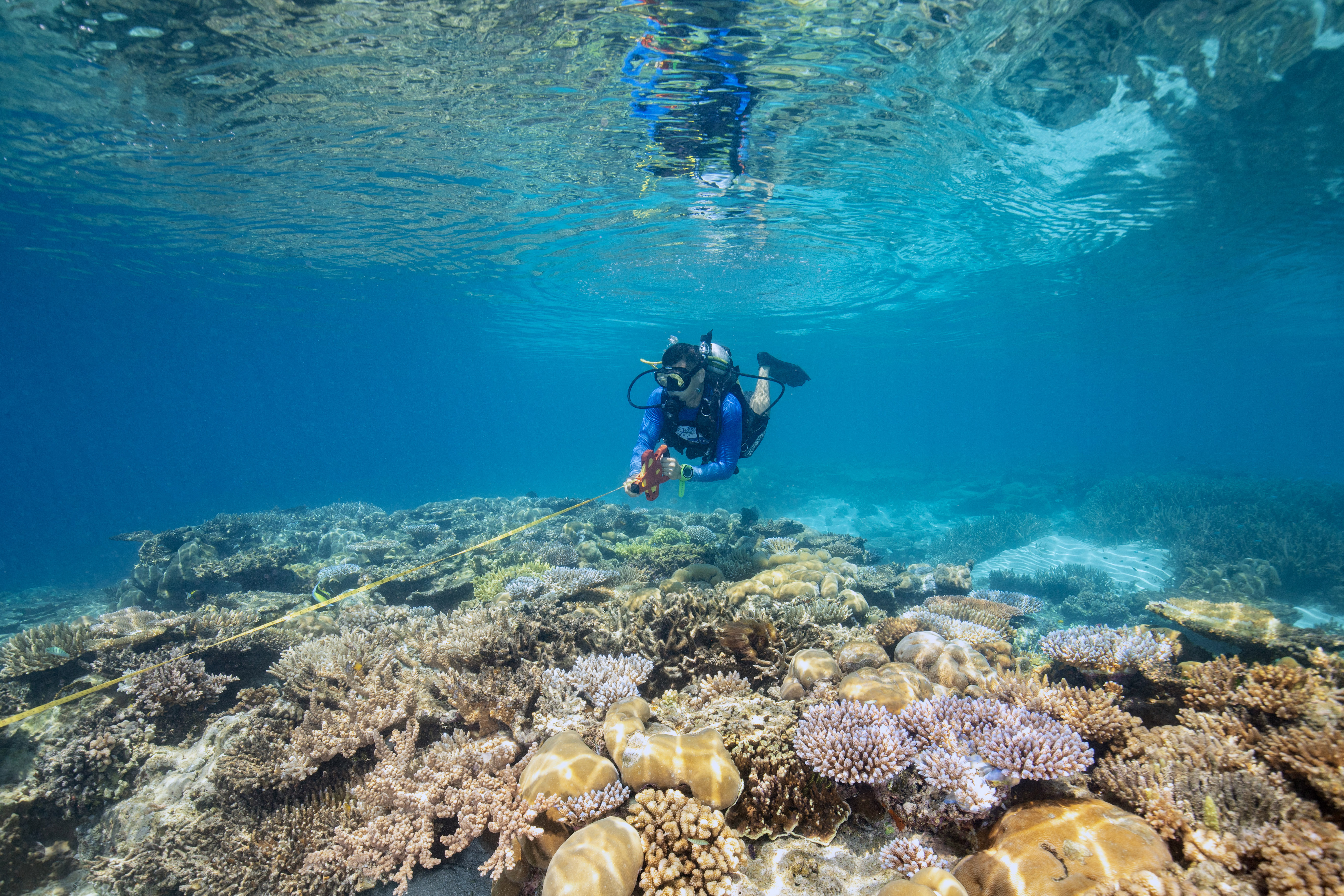 Diver measuring coral reef, Palau.