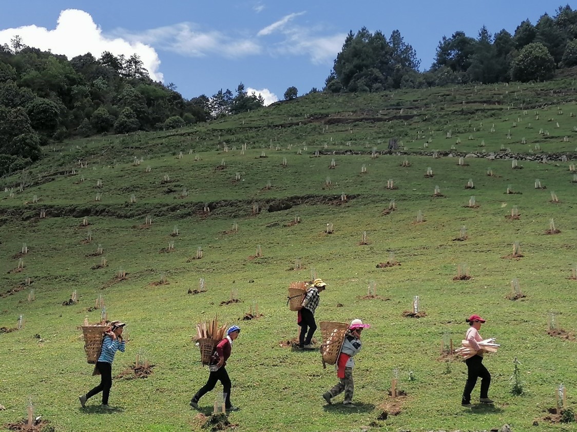 People walking in a newly planted field.